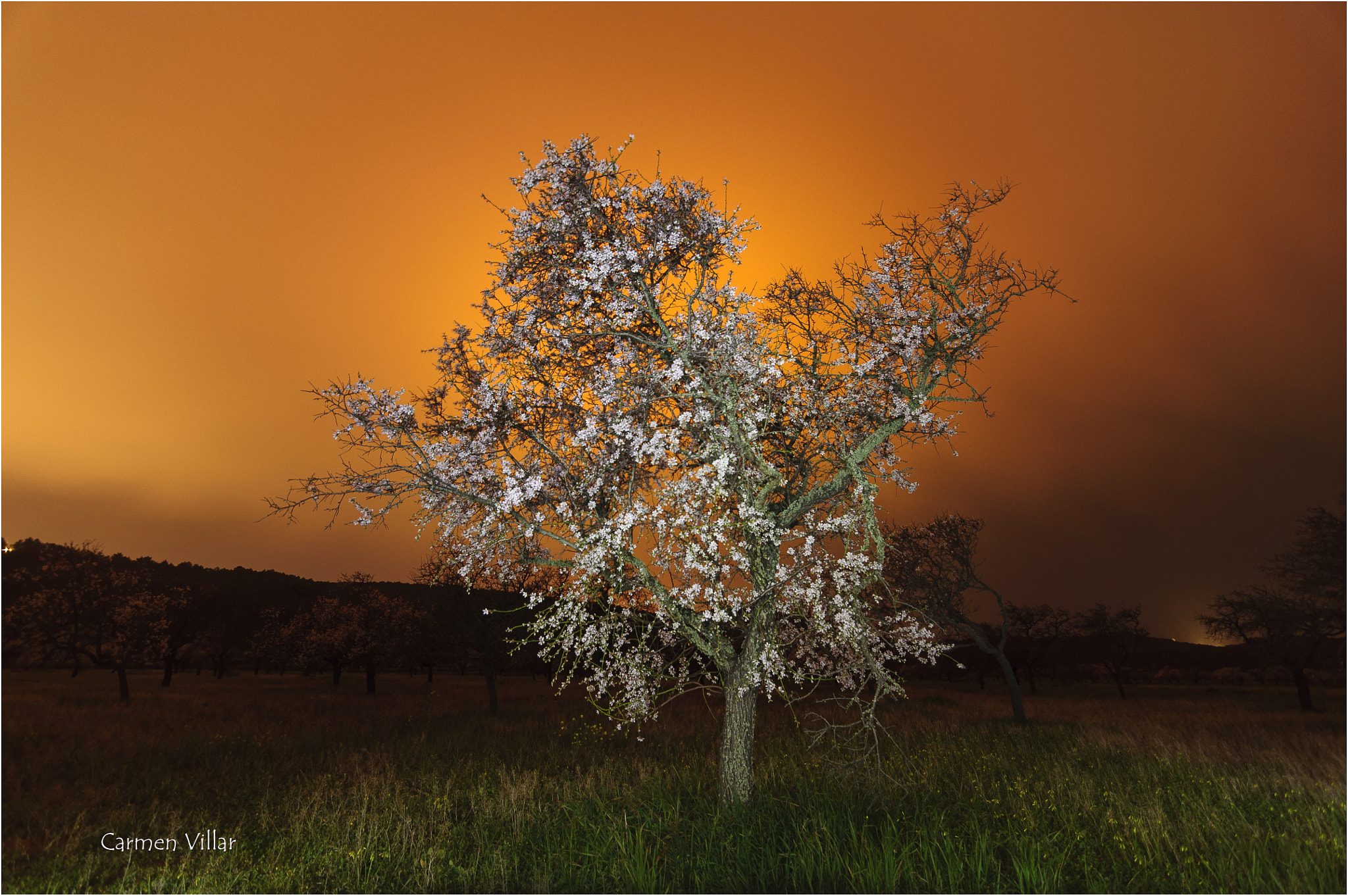 Tokina AT-X Pro 11-16mm F2.8 DX sample photo. Corona photography