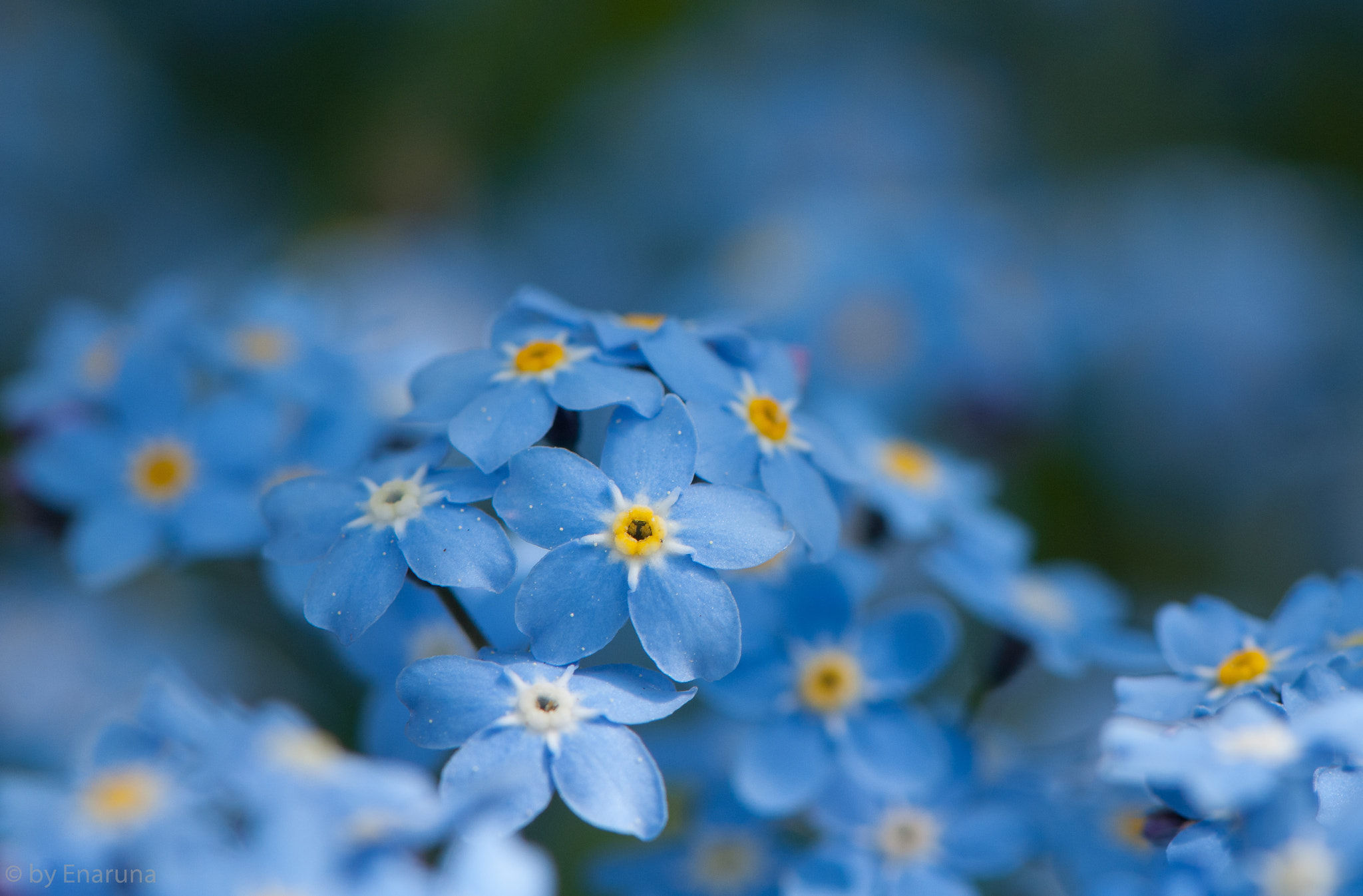 Nikon AF-S Micro-Nikkor 105mm F2.8G IF-ED VR sample photo. Forget-me-not photography