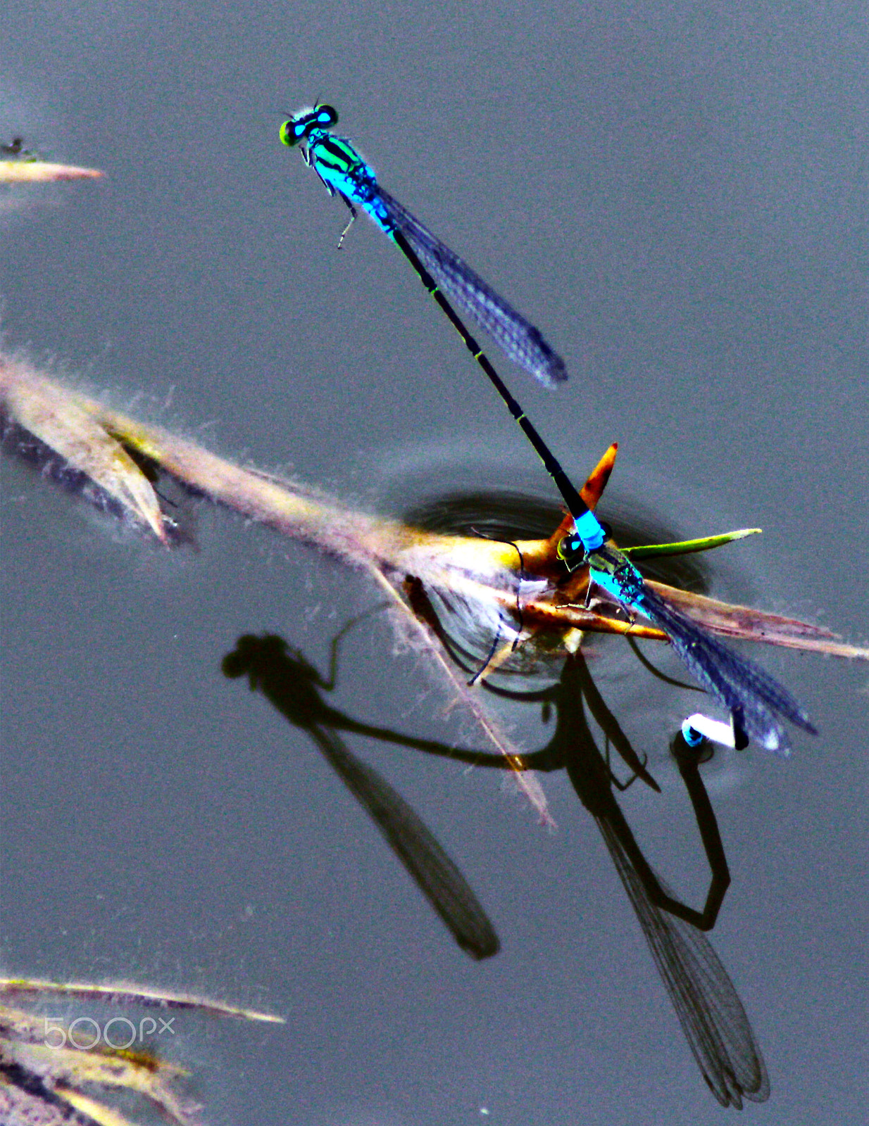 Canon EOS 700D (EOS Rebel T5i / EOS Kiss X7i) + Canon EF 75-300mm F4.0-5.6 IS USM sample photo. Damselflies mating photography