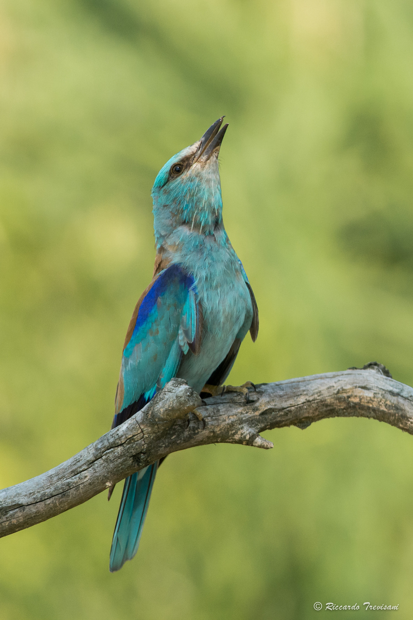 Nikon D4 sample photo. European roller photography