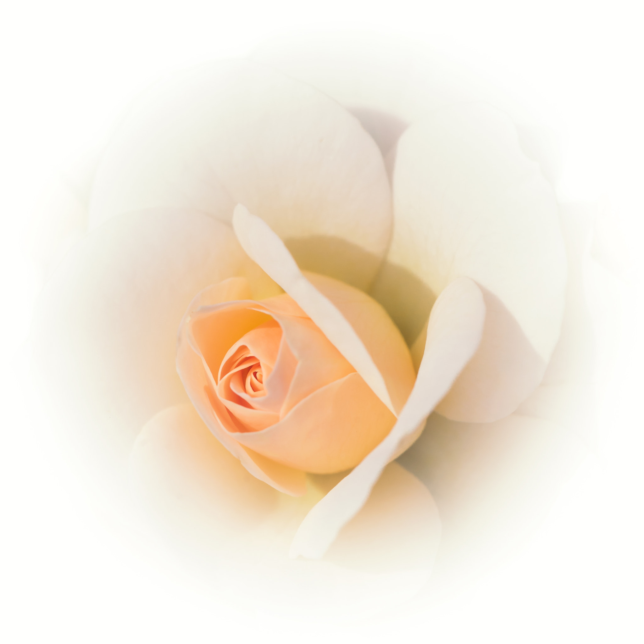 Nikon AF-S Micro-Nikkor 105mm F2.8G IF-ED VR sample photo. Bright beauty photography