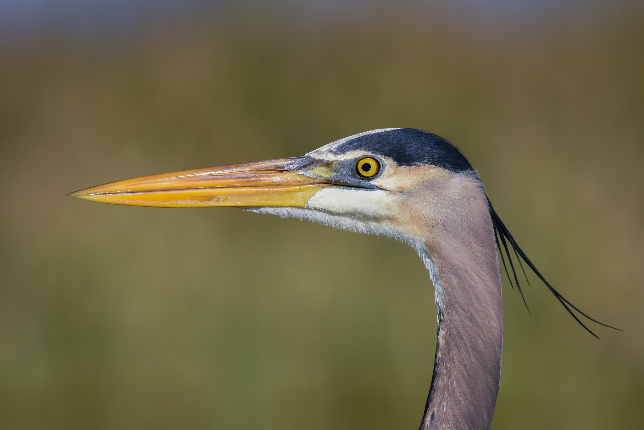 Nikon D750 + Nikon AF-S Nikkor 300mm F2.8G ED-IF VR sample photo. Great blue heron photography