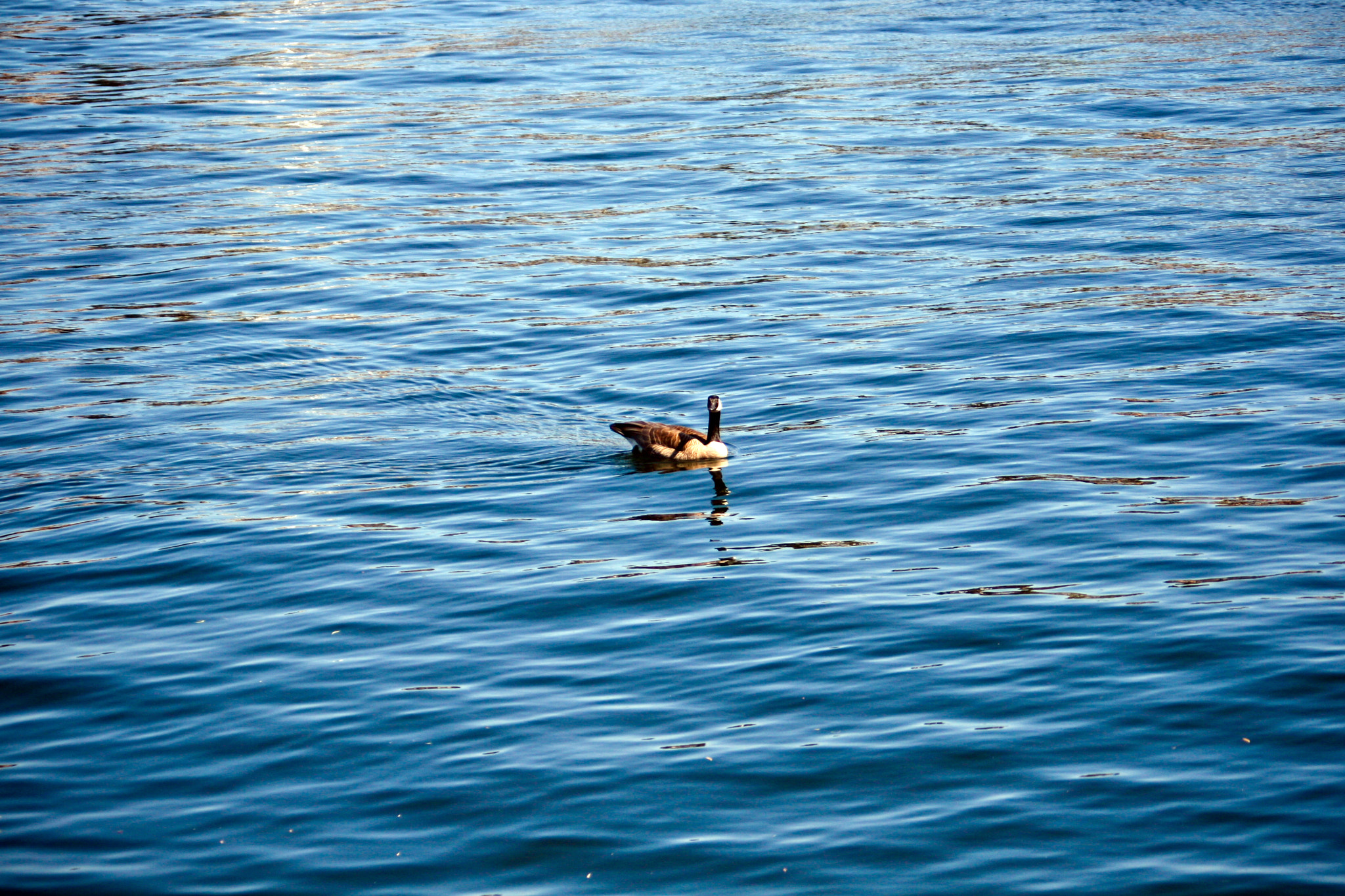 Canon EOS 30D + EF35-80mm f/4-5.6 sample photo. Canada goose photography