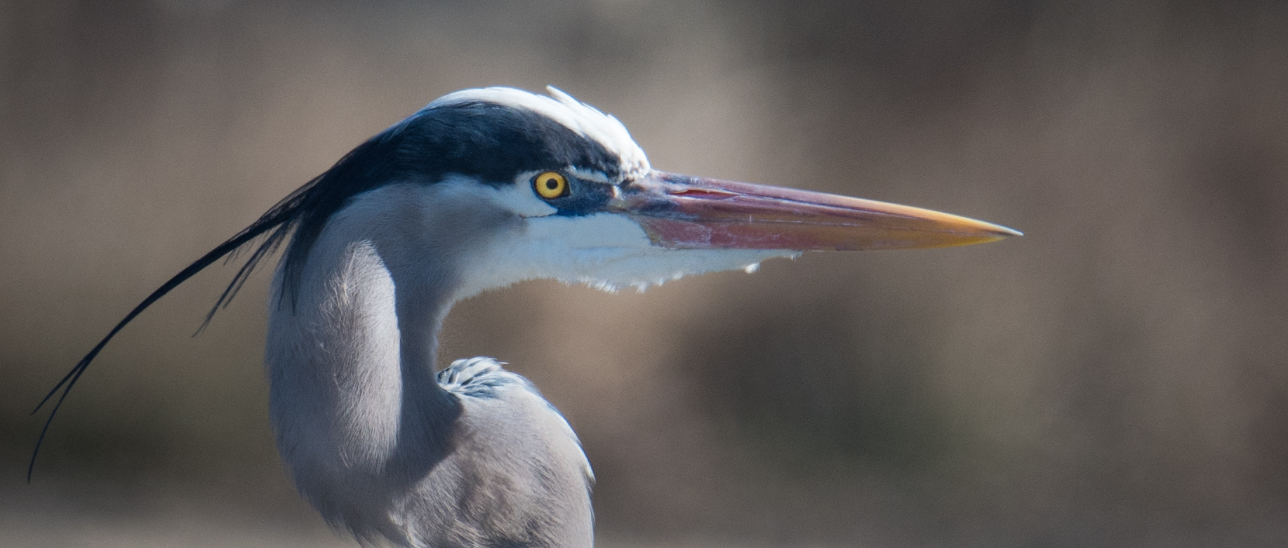 Nikon D500 + Sigma 50mm F2.8 EX DG Macro sample photo. Great blue heron photography
