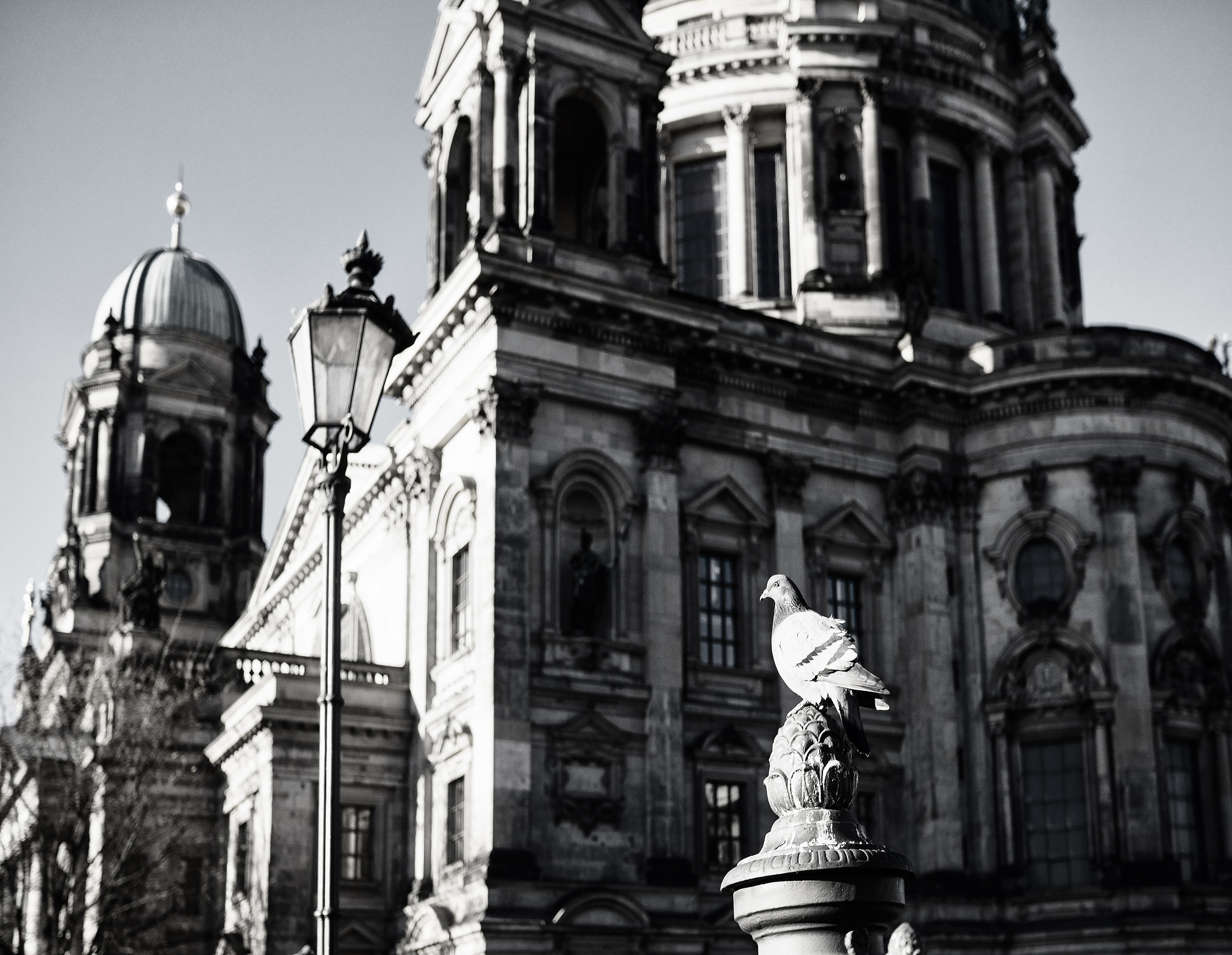 Olympus OM-D E-M10 + LUMIX G 20/F1.7 II sample photo. Dove in front of the dome photography