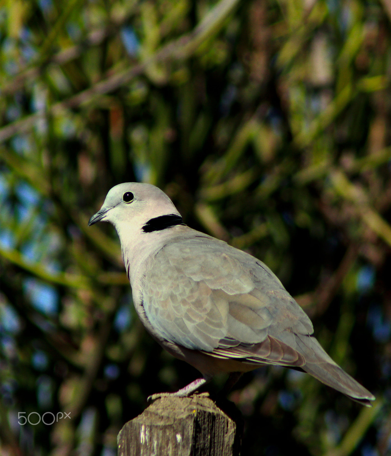 Canon EF 75-300mm F4.0-5.6 IS USM sample photo. Ring-necked dove photography