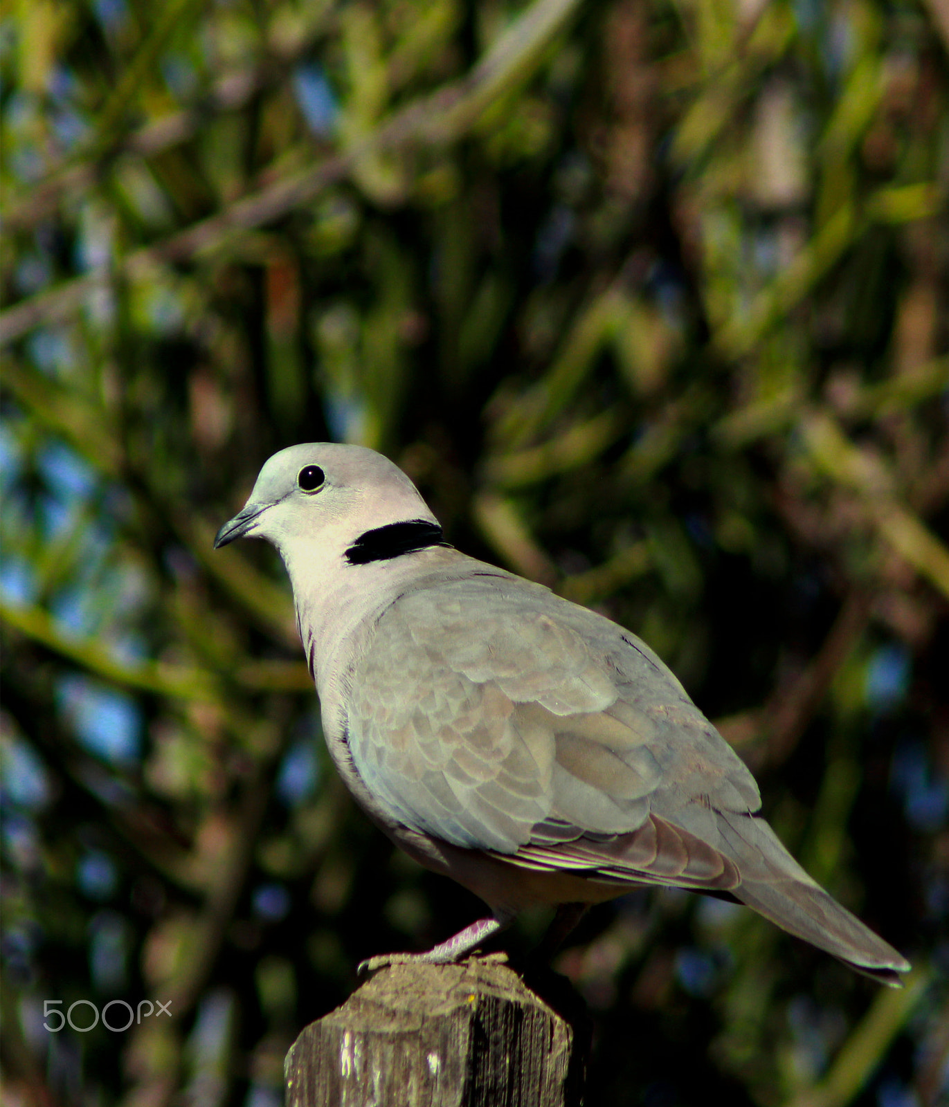 Canon EOS 700D (EOS Rebel T5i / EOS Kiss X7i) + Canon EF 75-300mm F4.0-5.6 IS USM sample photo. Ring-necked dove photography