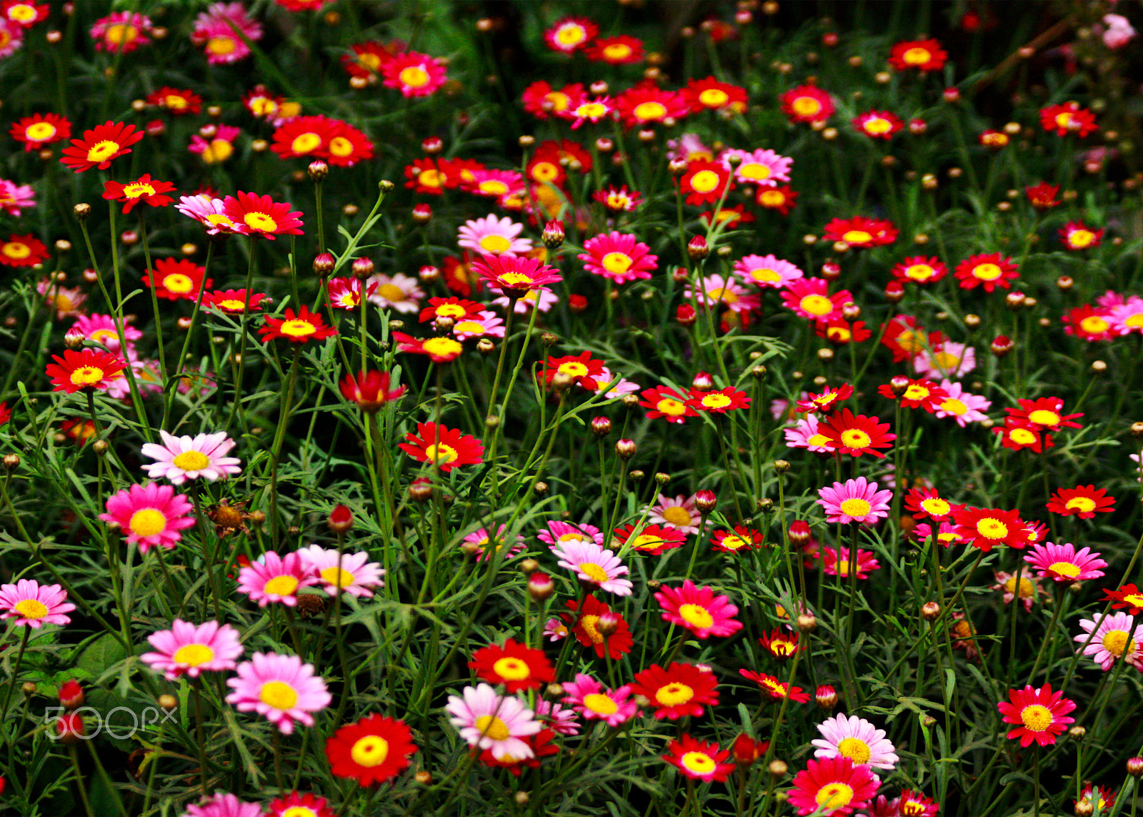 Canon EOS 450D (EOS Rebel XSi / EOS Kiss X2) + Canon EF 75-300mm F4.0-5.6 IS USM sample photo. Daisies photography