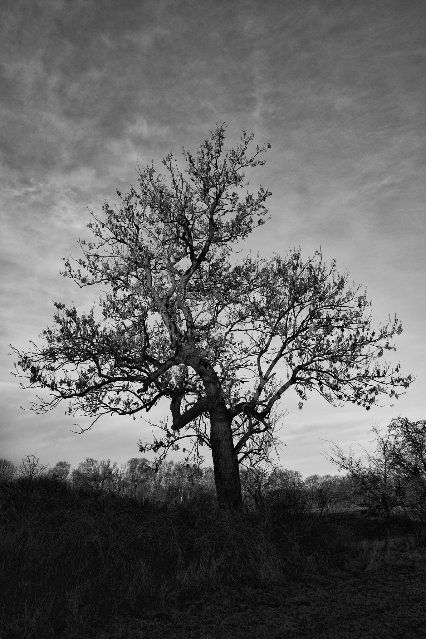 Fujifilm X-T2 + Fujifilm XF 18mm F2 R sample photo. Morning sun, duisburg, 5065 bw photography