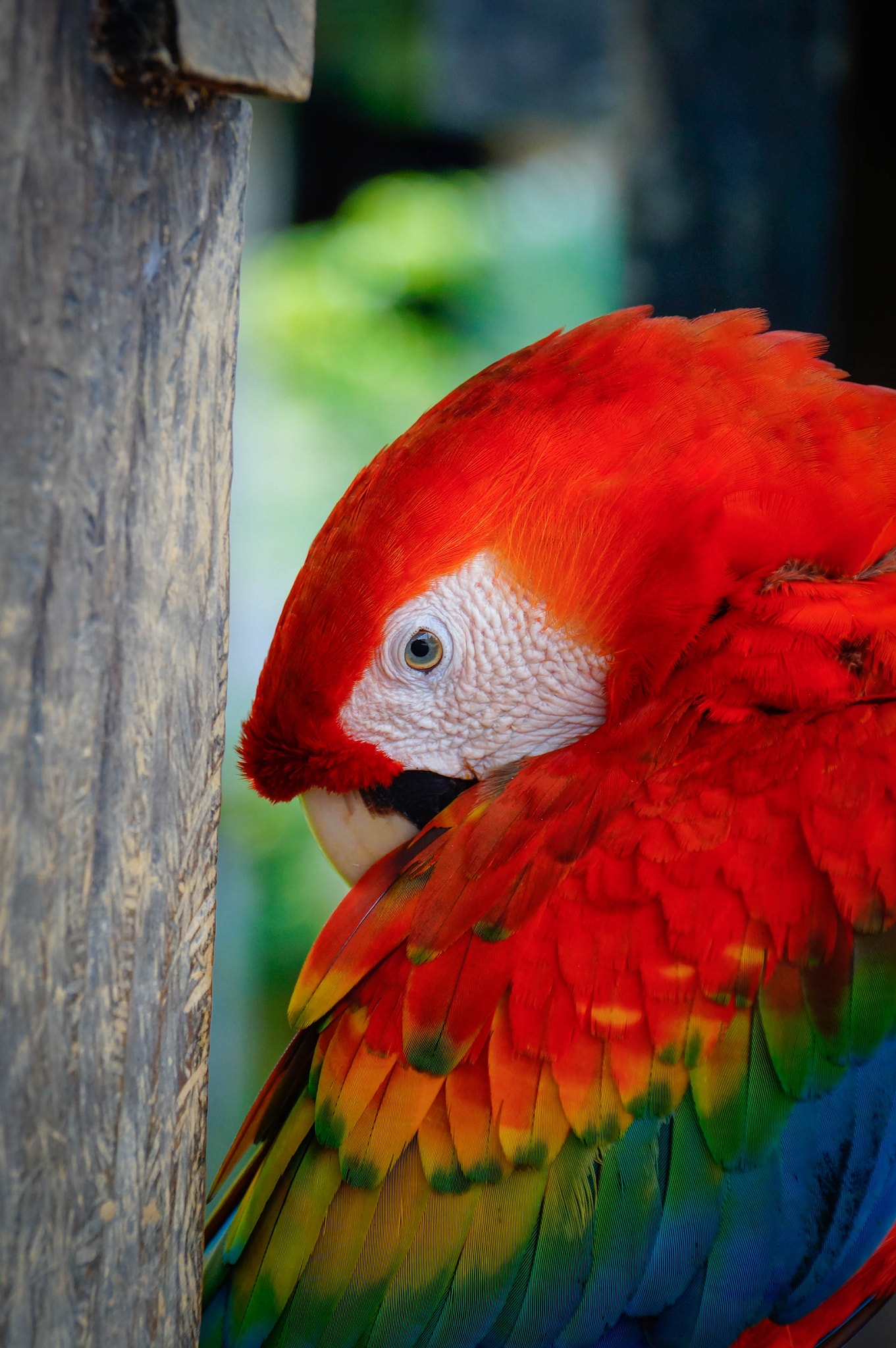 Sony SLT-A37 sample photo. Guacamaya photography