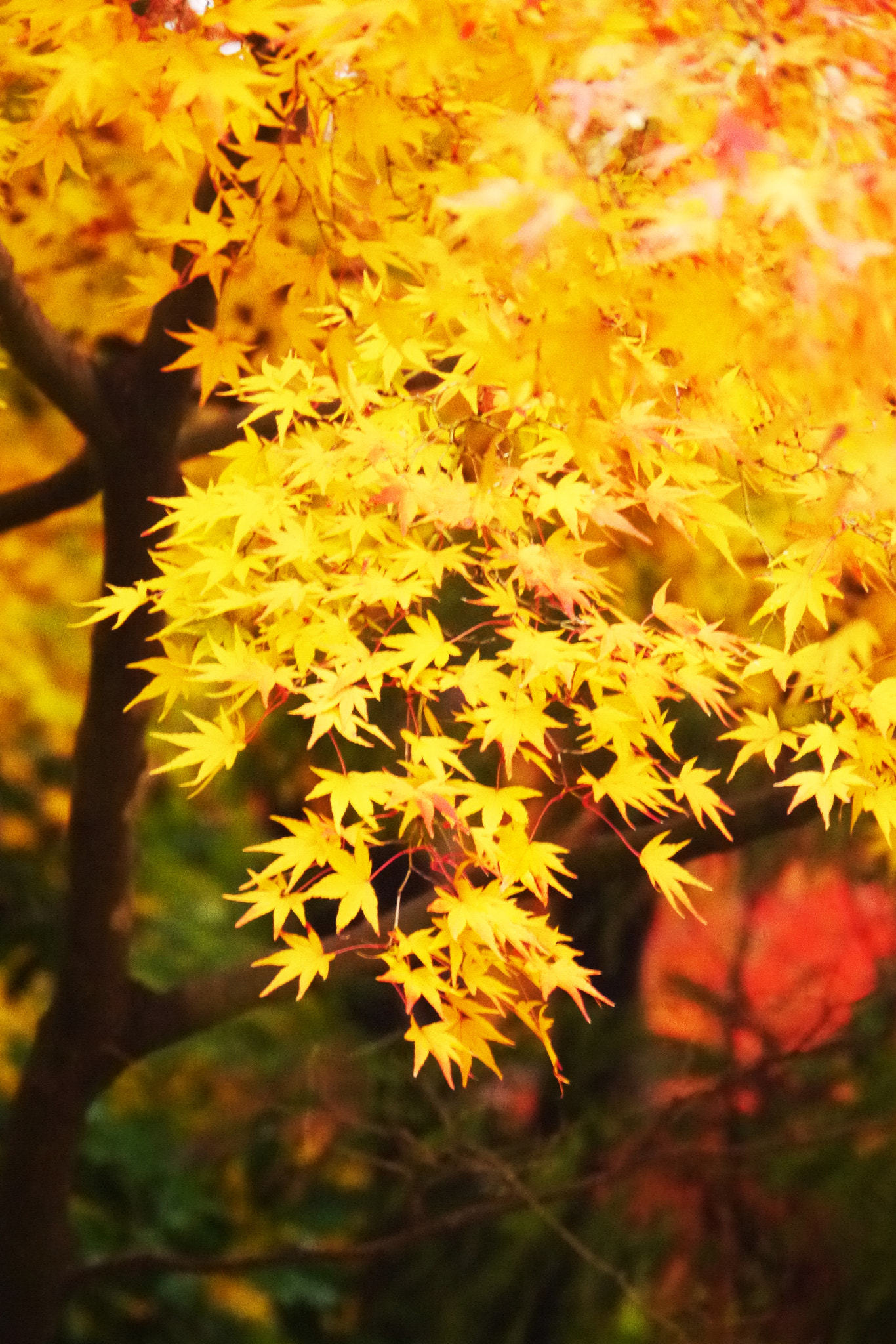 Panasonic Lumix DMC-GX1 + Panasonic Lumix G Vario HD 14-140mm F4-5.8 OIS sample photo. Autumn leaves photography