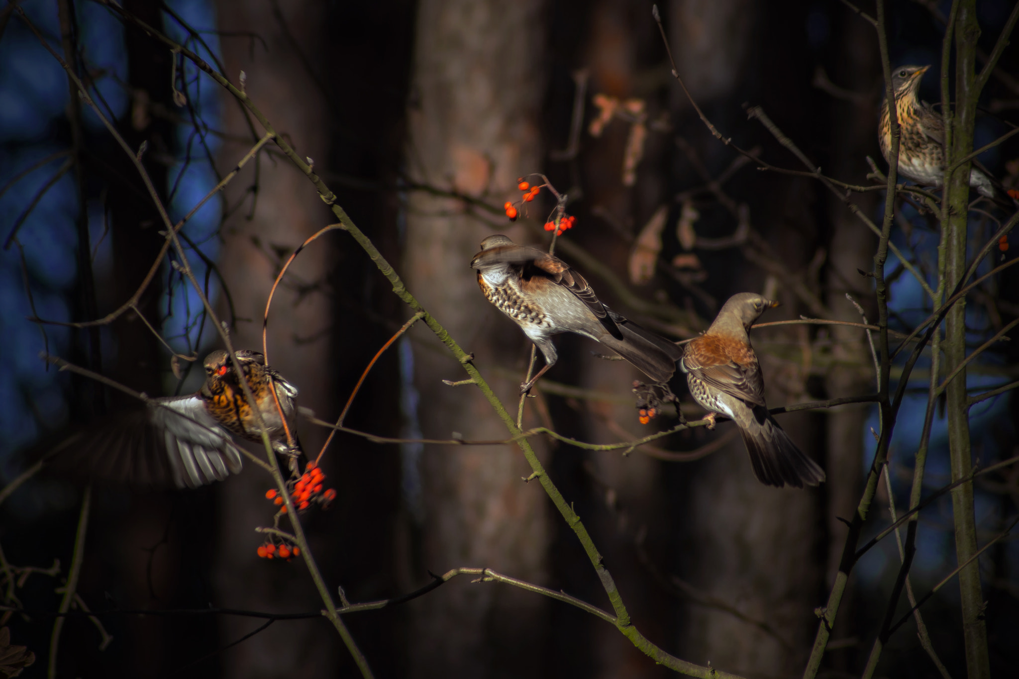 Sony SLT-A68 sample photo. One day in the forest... photography