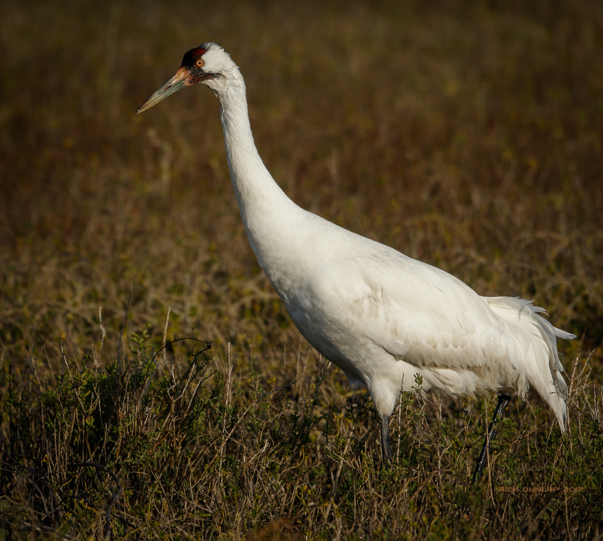 Canon EOS 7D Mark II + Canon EF 500mm F4L IS II USM sample photo. Whooping crane photography