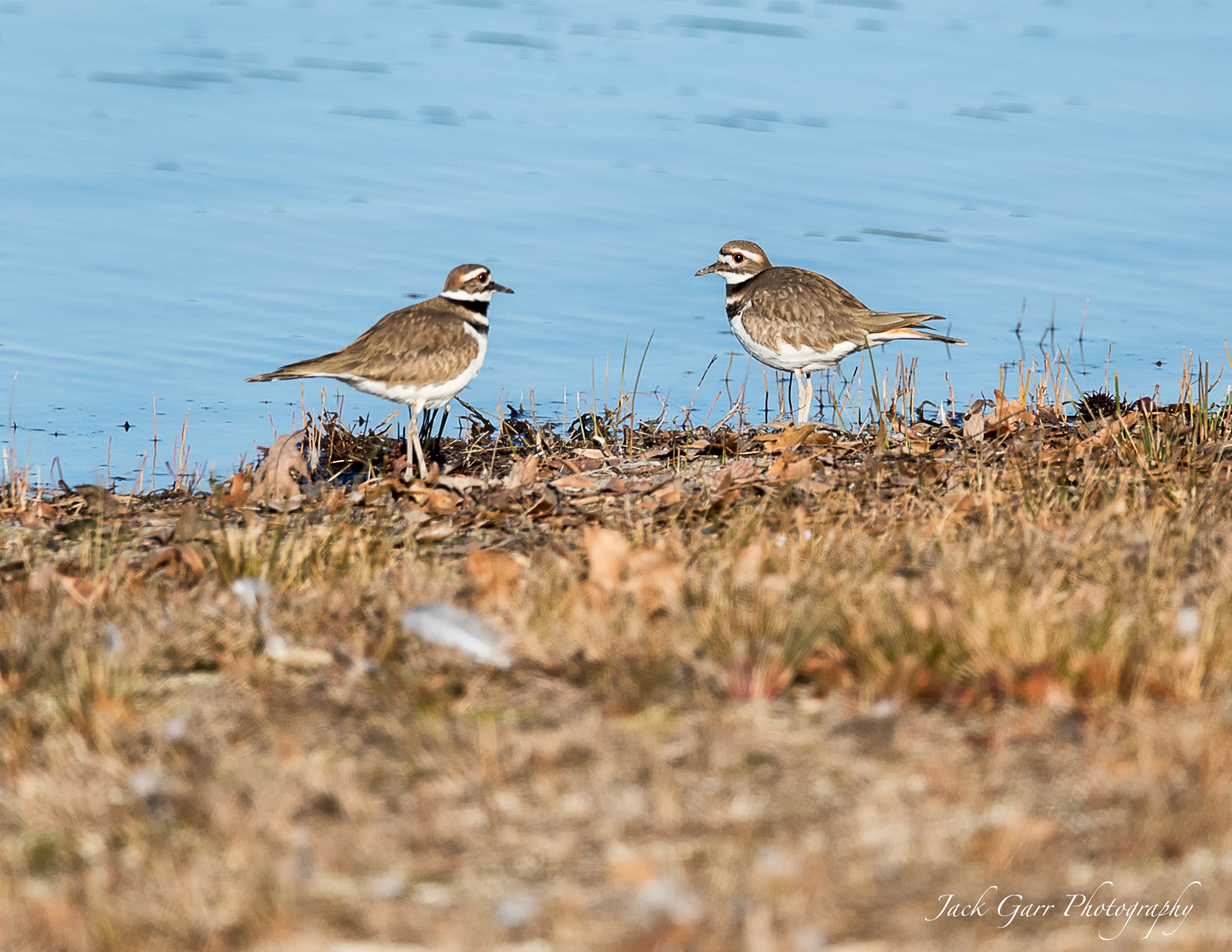 150-600mm F5-6.3 DG OS HSM | Sports 014 sample photo. Killdeer photography