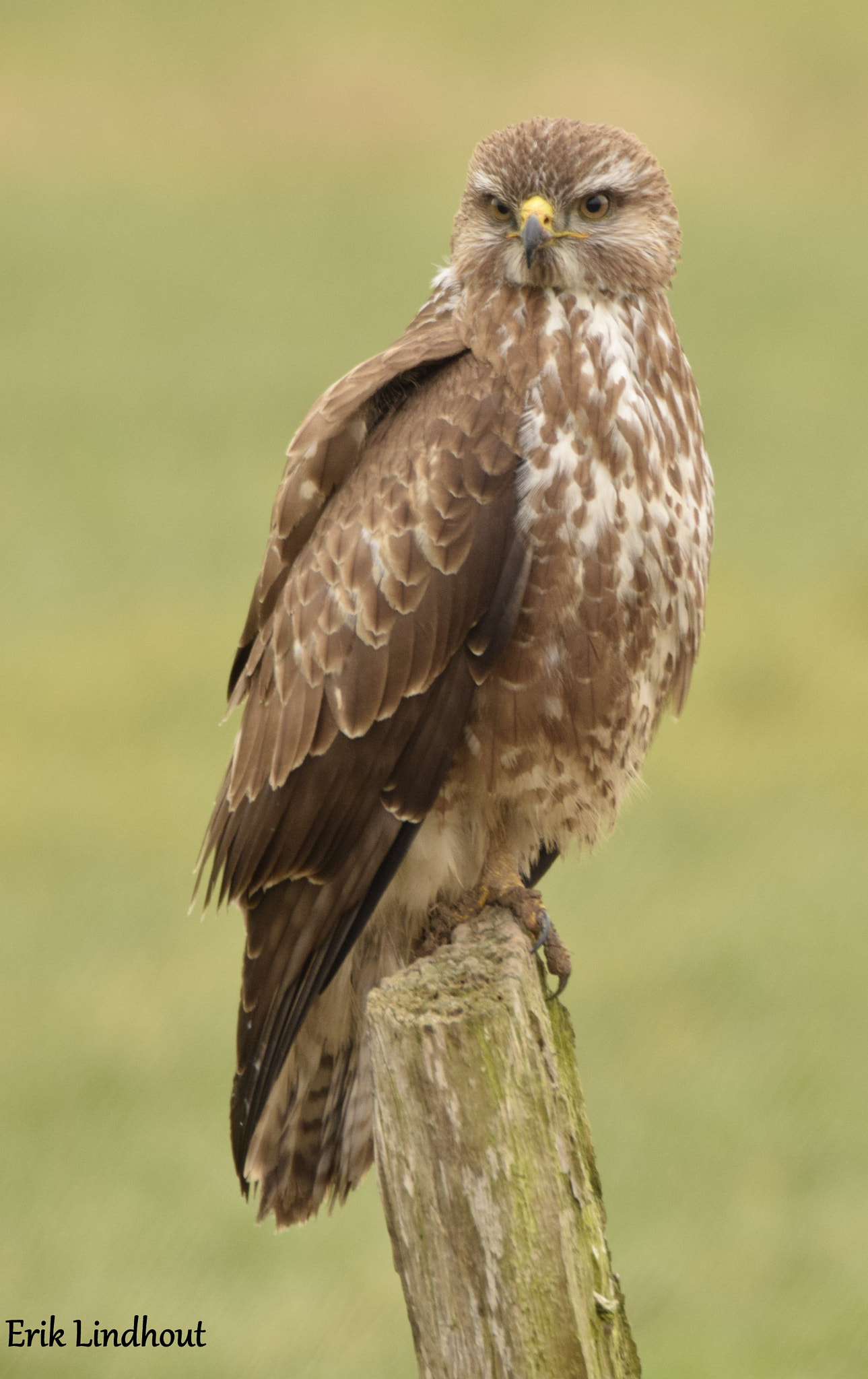 Sigma 150-600mm F5-6.3 DG OS HSM | C sample photo