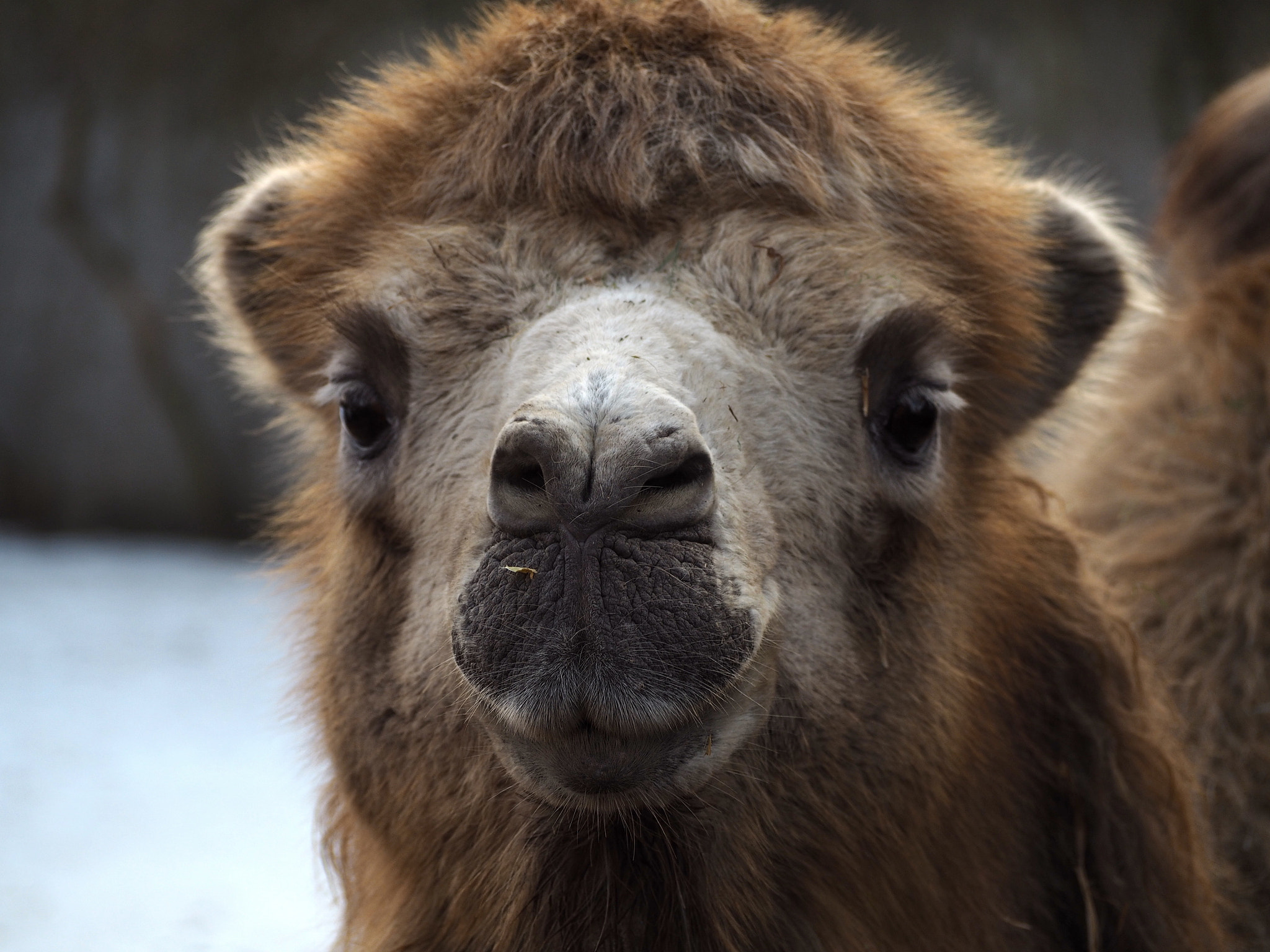 Olympus PEN E-PL7 sample photo. Zoo camel photography