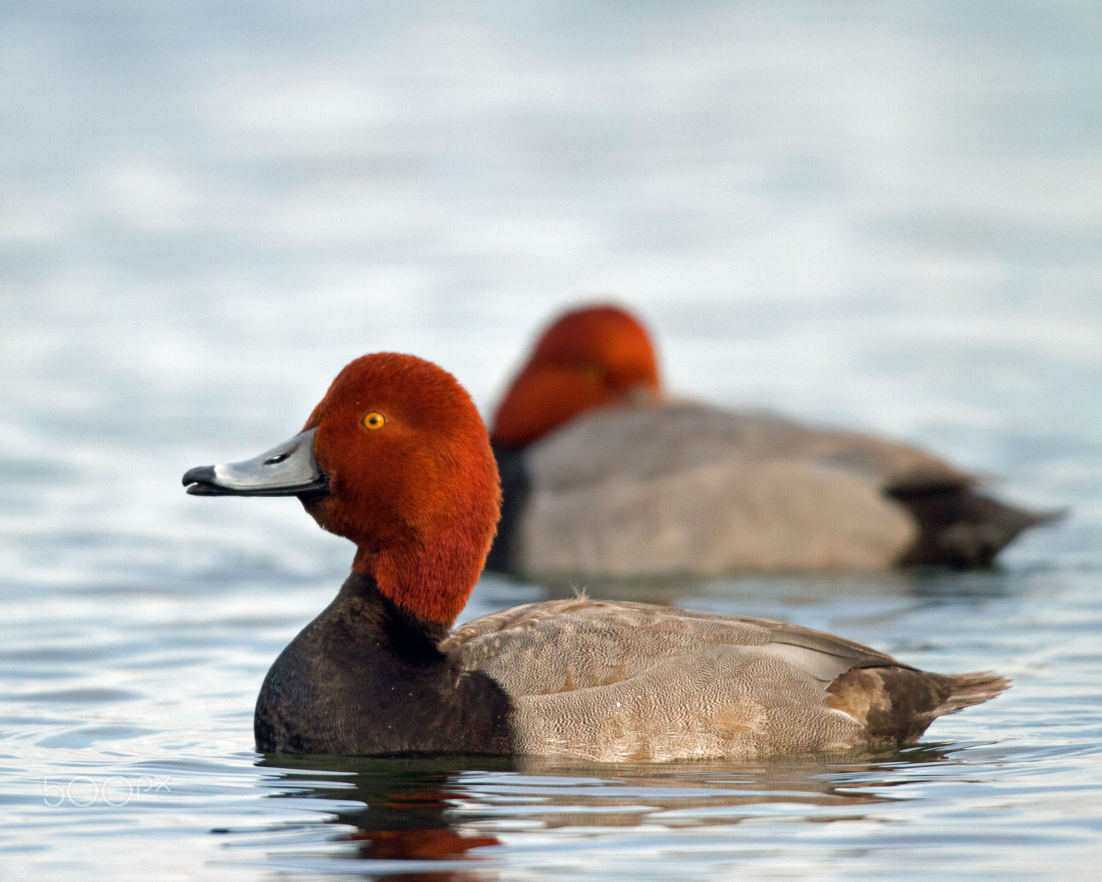 Canon EOS 7D + Canon EF 300mm F4L IS USM sample photo. Redhead ps photography