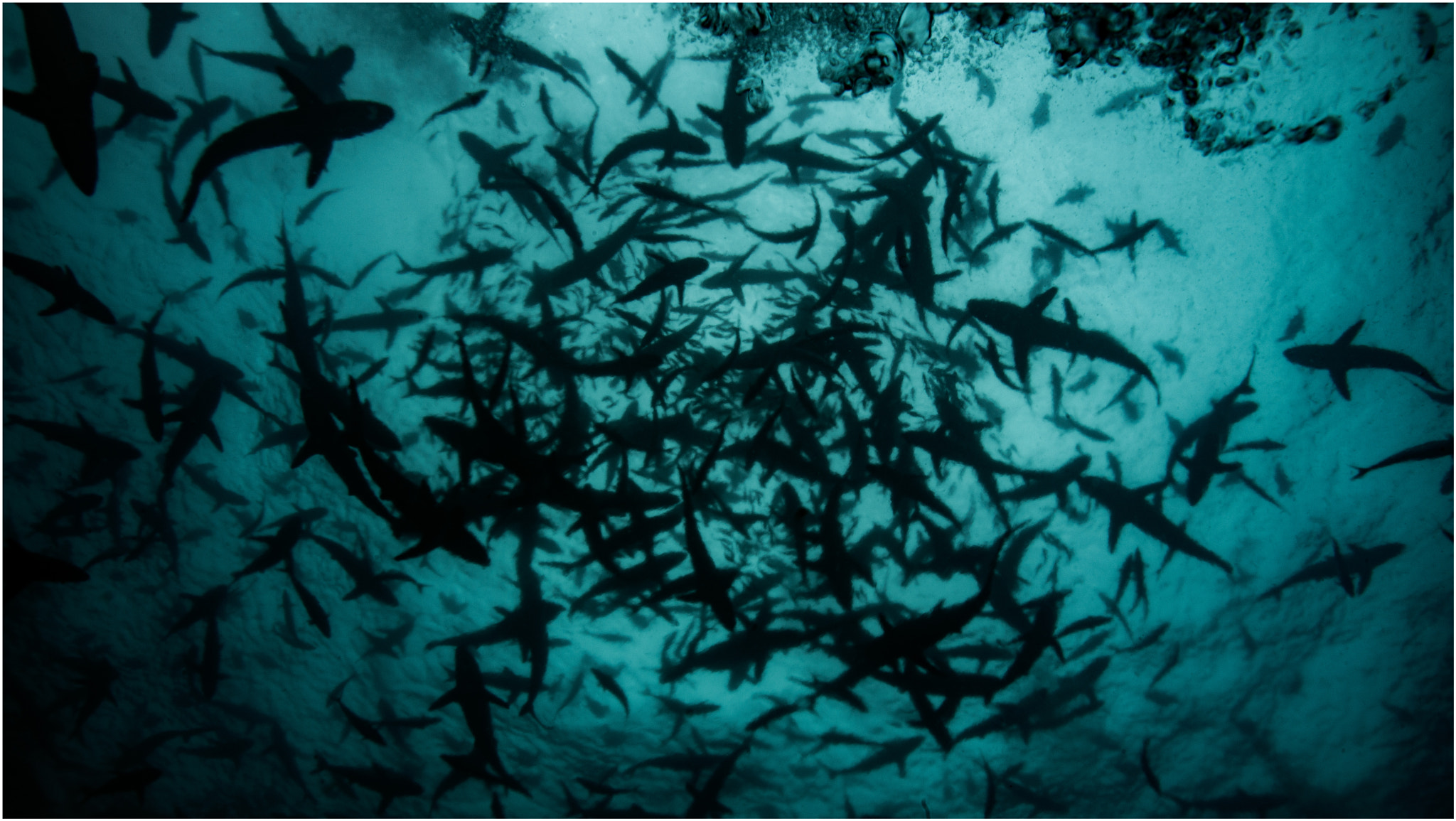 Nikon AF Nikkor 24-85mm F2.8-4D IF sample photo. Cave diving in sardinia photography