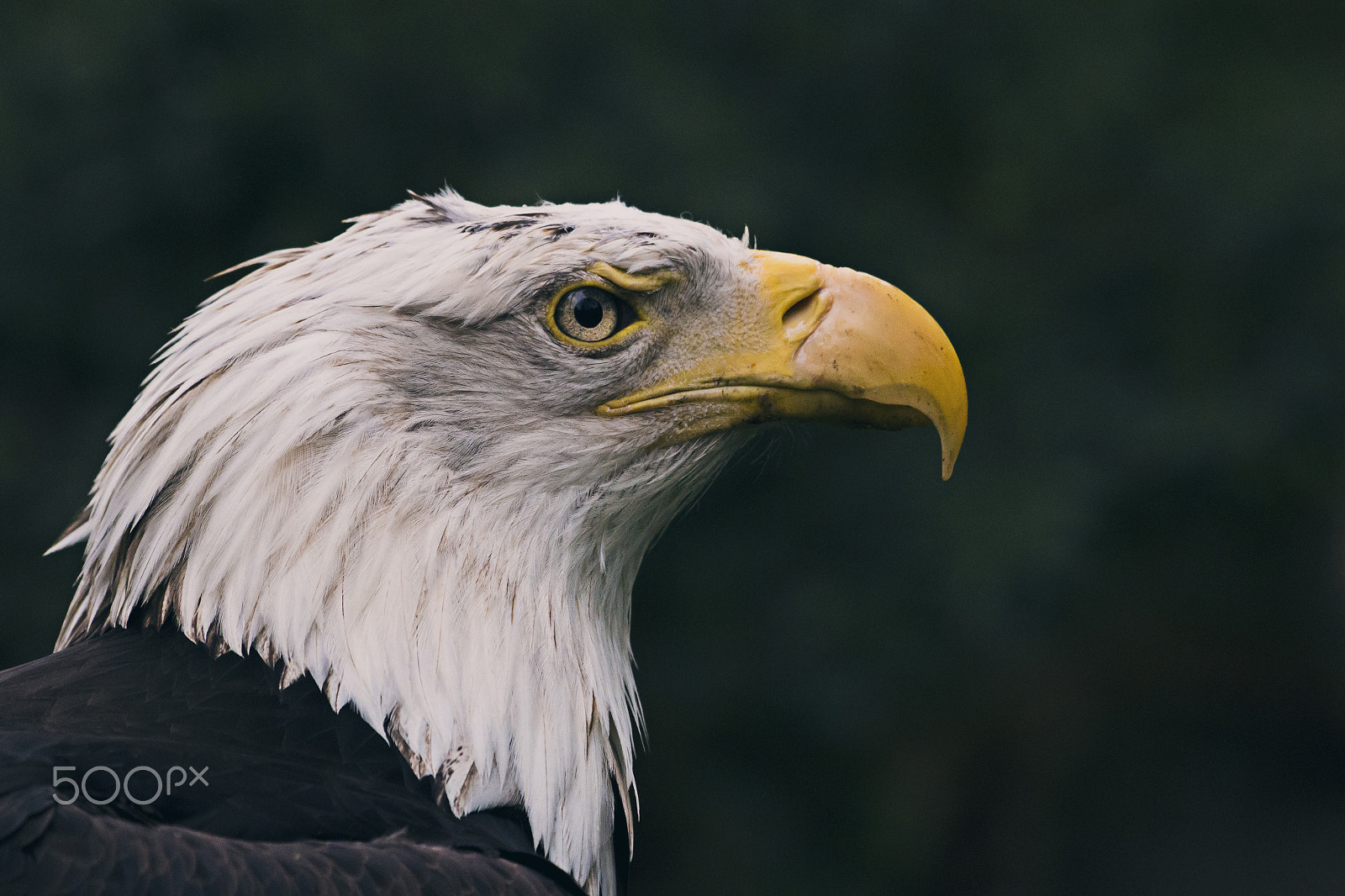 Sigma 70-300mm F4-5.6 APO DG Macro sample photo. Bald eagle at zoo of hanover photography