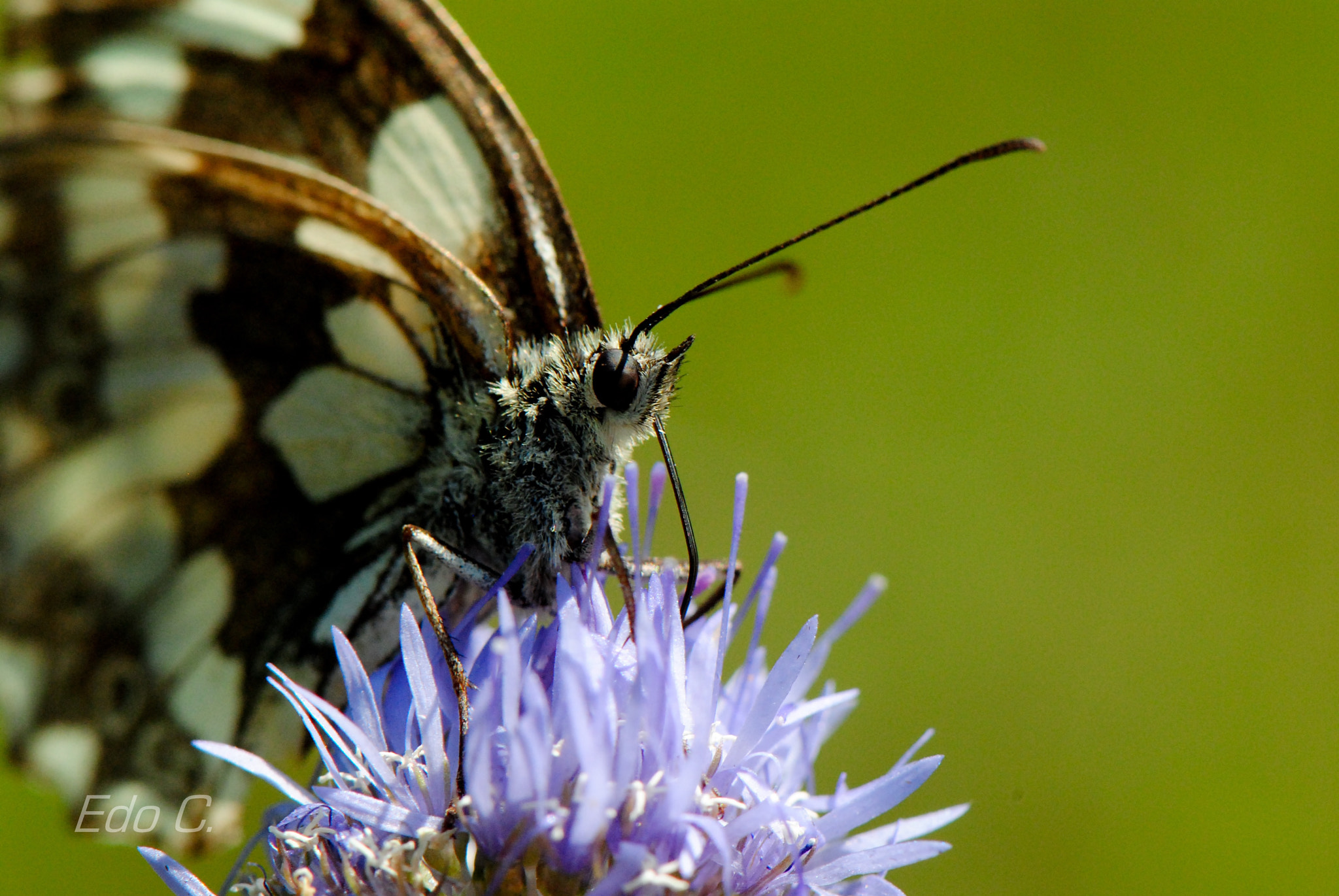 Nikon D3000 + Nikon AF-S Micro-Nikkor 105mm F2.8G IF-ED VR sample photo. Butterfly. photography