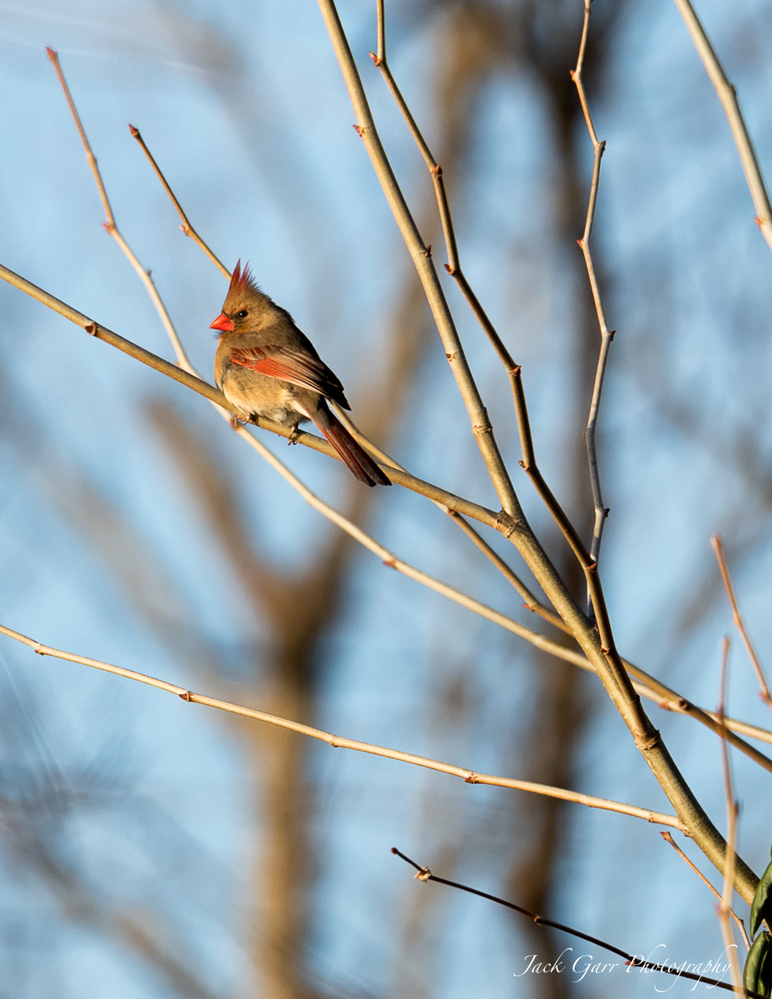 150-600mm F5-6.3 DG OS HSM | Sports 014 sample photo. Female cardinal photography