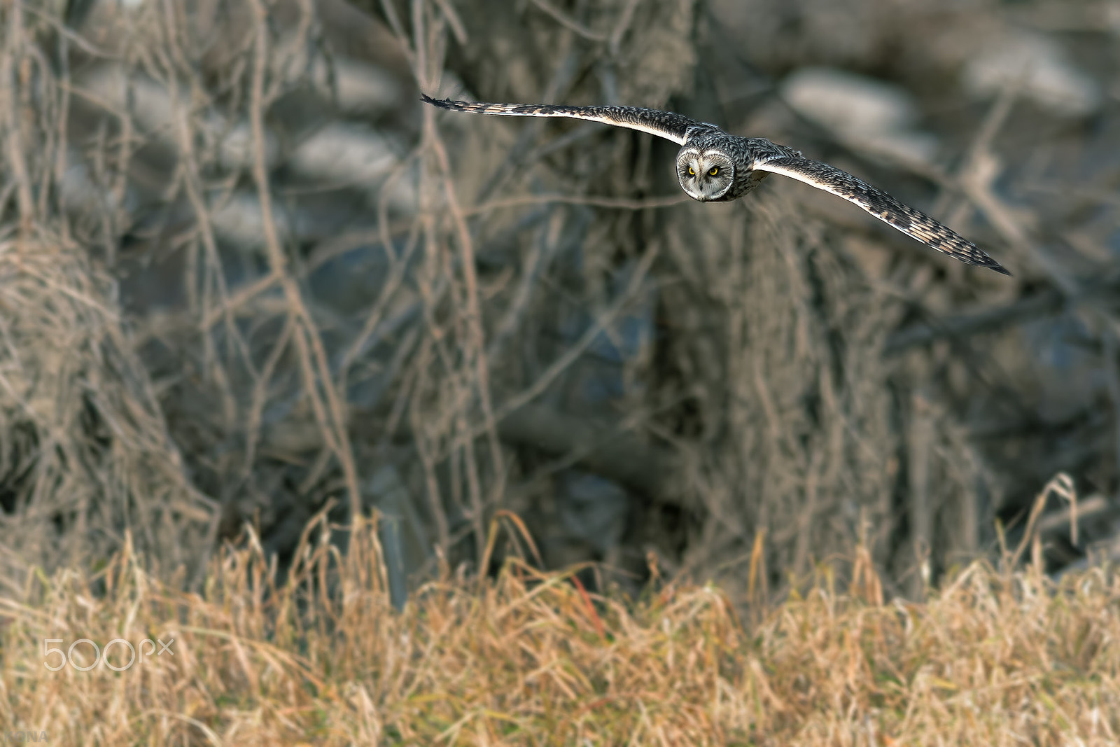 Nikon AF-S Nikkor 400mm F2.8G ED VR II sample photo. Komimi photography