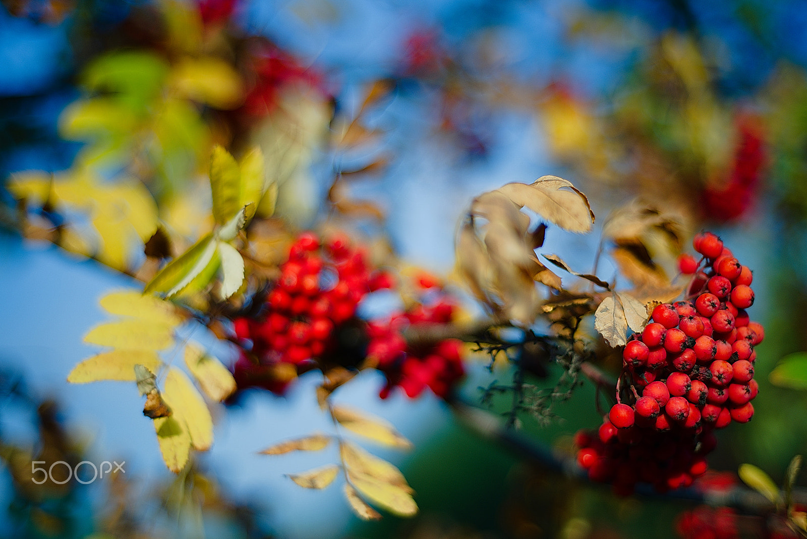 Nikon D810 + Nikon AF Nikkor 50mm F1.8D sample photo. Rowanberry photography