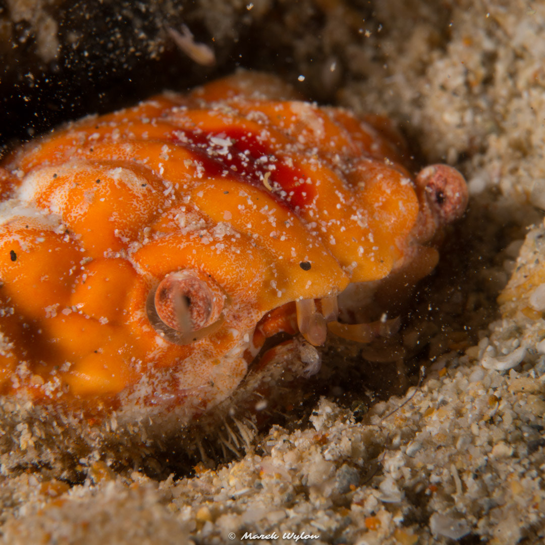 Nikon AF-S Micro-Nikkor 60mm F2.8G ED sample photo. Round crab | fiji | 2014.11.03 photography