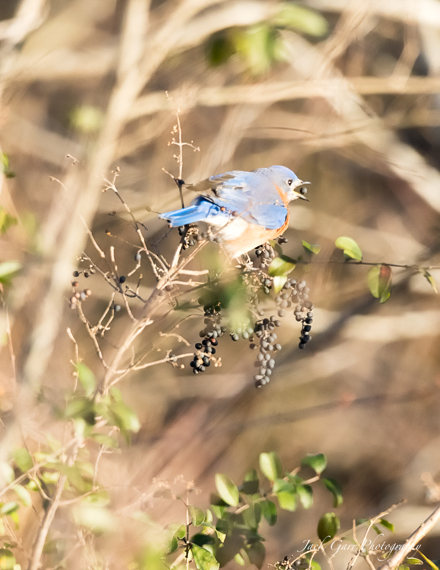 Canon EOS-1D X Mark II sample photo. Blue bird eating a berry photography