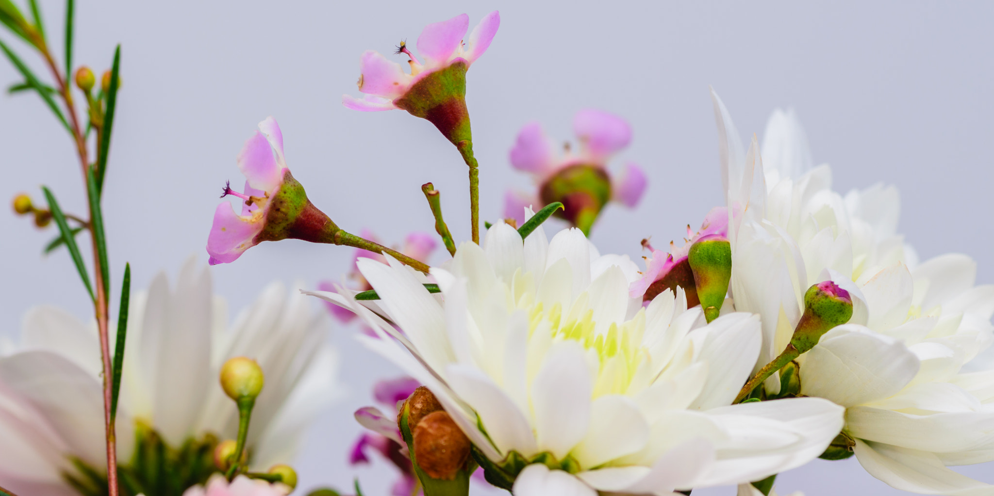 Tokina AT-X Pro 100mm F2.8 Macro sample photo. Little flowers photography