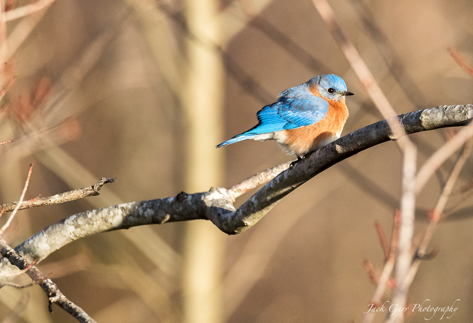150-600mm F5-6.3 DG OS HSM | Sports 014 sample photo. Blue bird resting on a branch photography