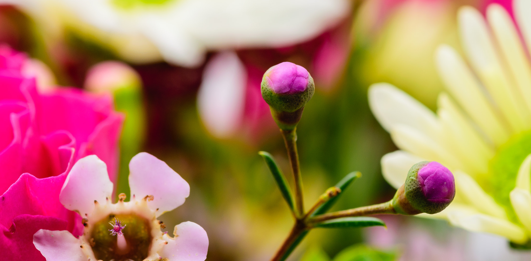 Tokina AT-X Pro 100mm F2.8 Macro sample photo. Little buds photography