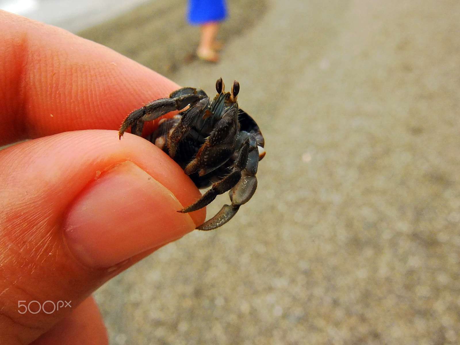 Fujifilm XF1 sample photo. Tiny crab photography