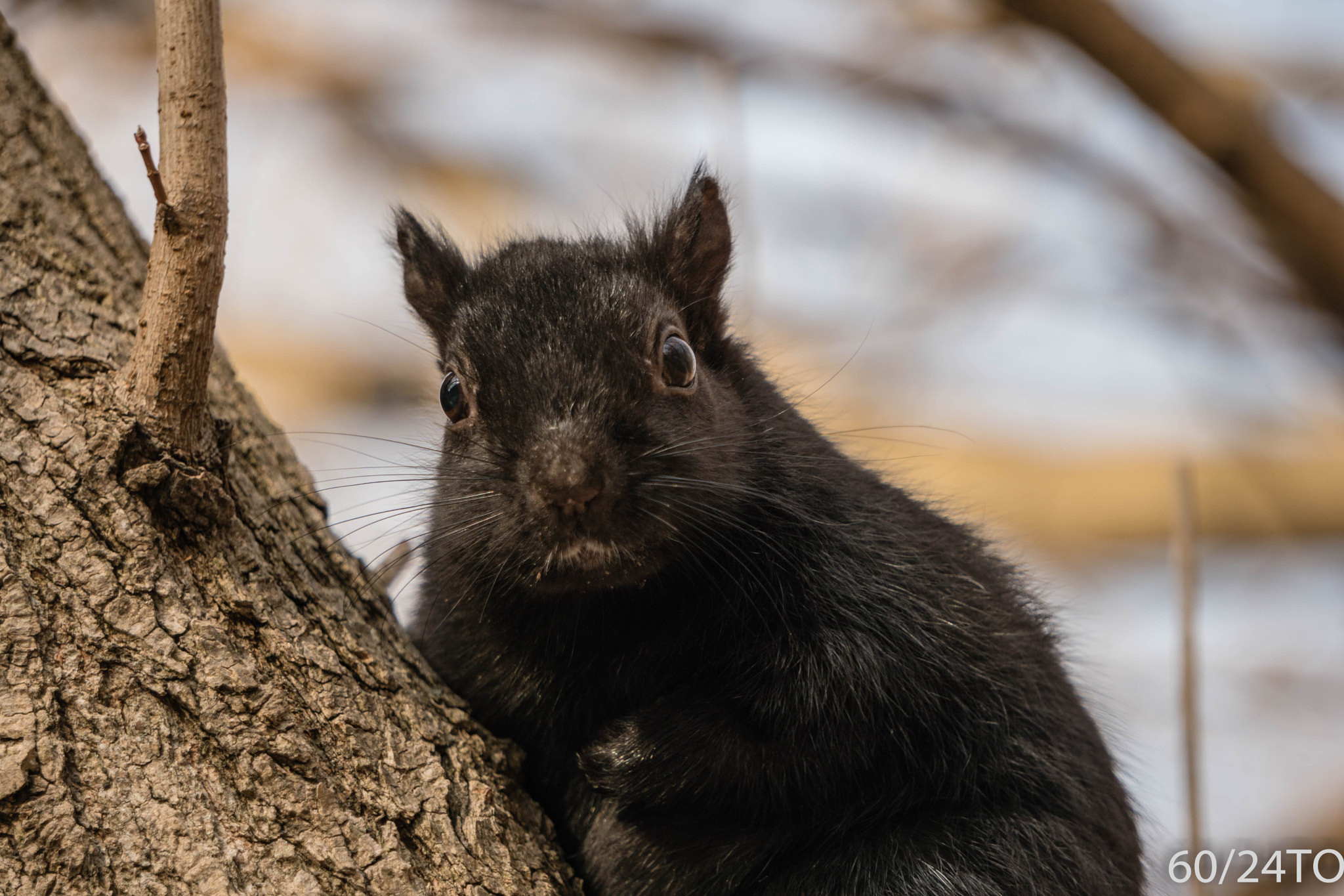 Sony a6300 + Sony E 55-210mm F4.5-6.3 OSS sample photo. Squirrel close-up photography