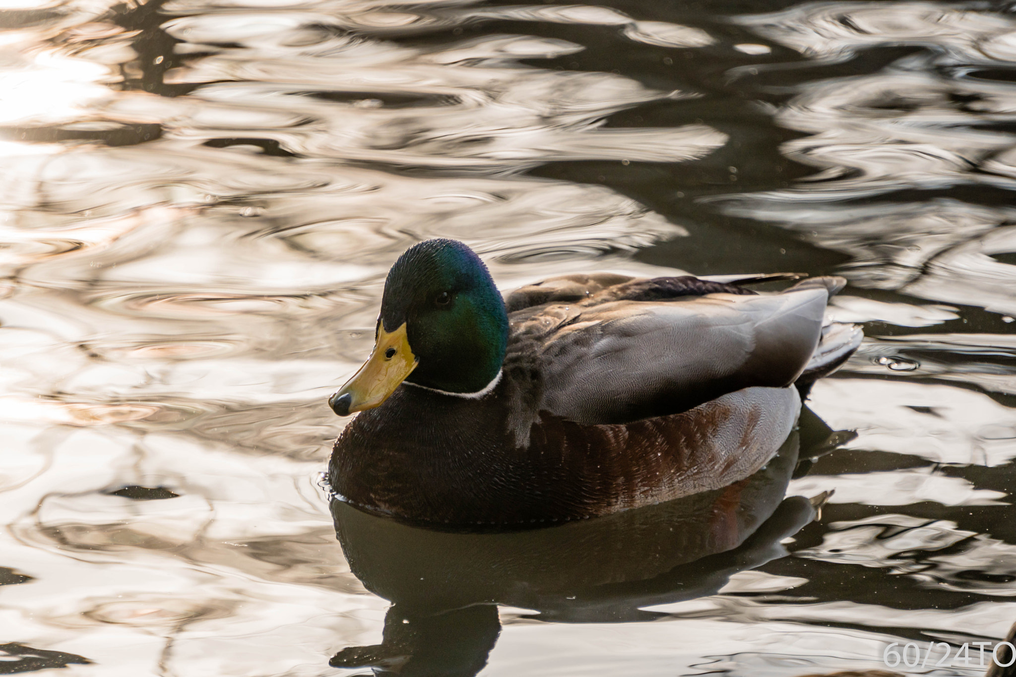 Sony a6300 + Sony E 55-210mm F4.5-6.3 OSS sample photo. Duck at sunset photography