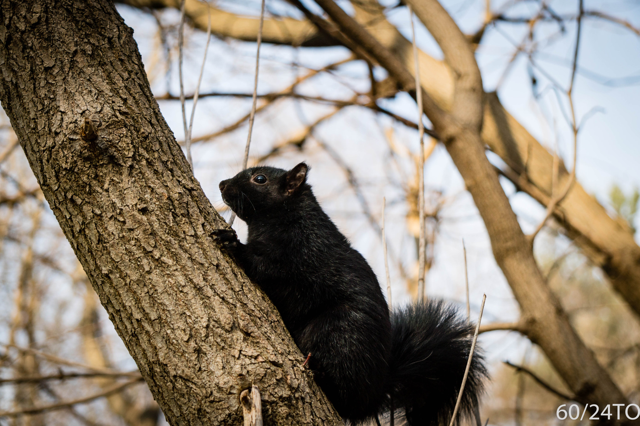 Sony a6300 + Sony E 55-210mm F4.5-6.3 OSS sample photo. Squirrel on tree photography