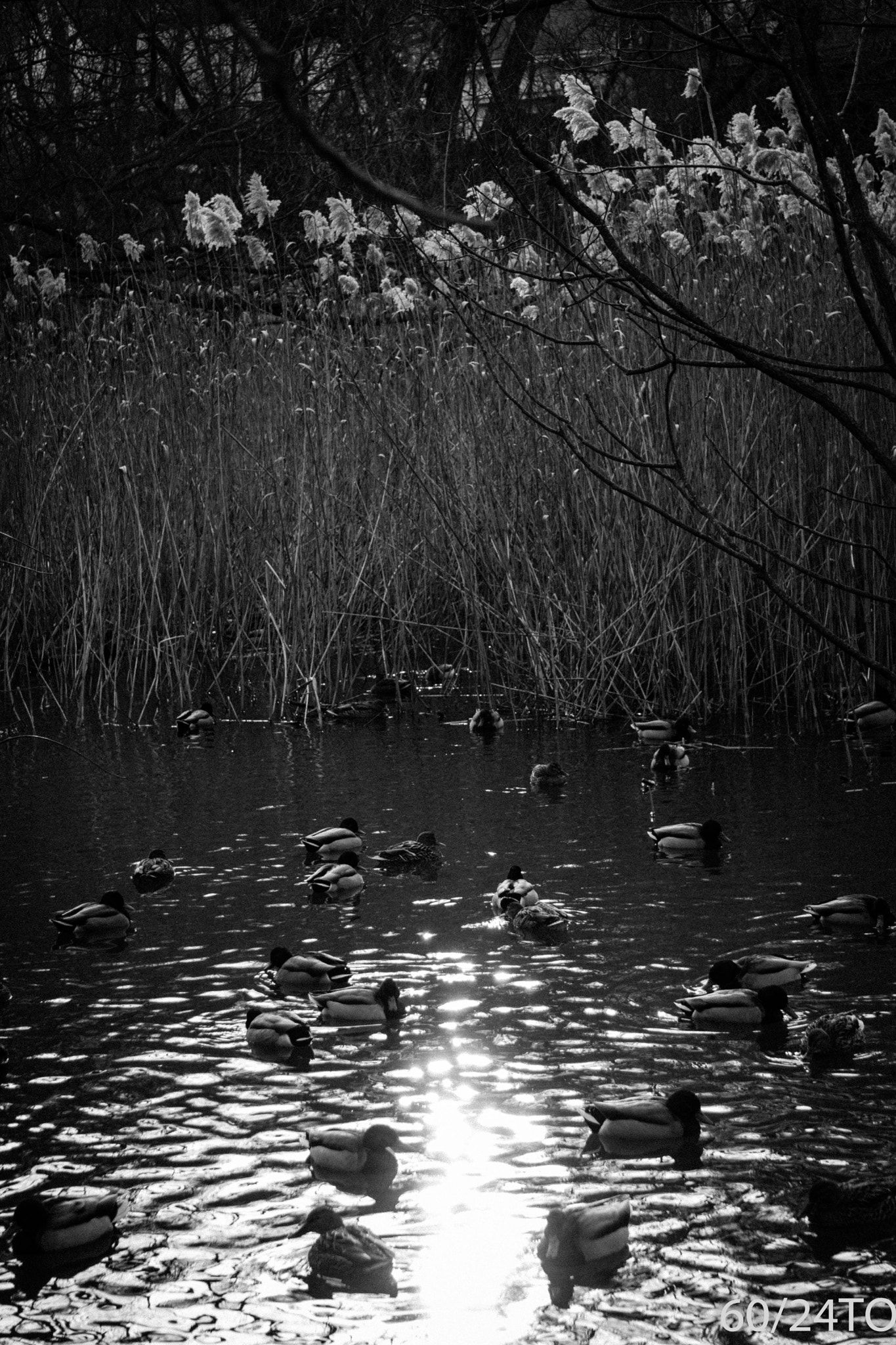 Sony a6300 + Sony E 55-210mm F4.5-6.3 OSS sample photo. Ducks in a pond at sunset photography