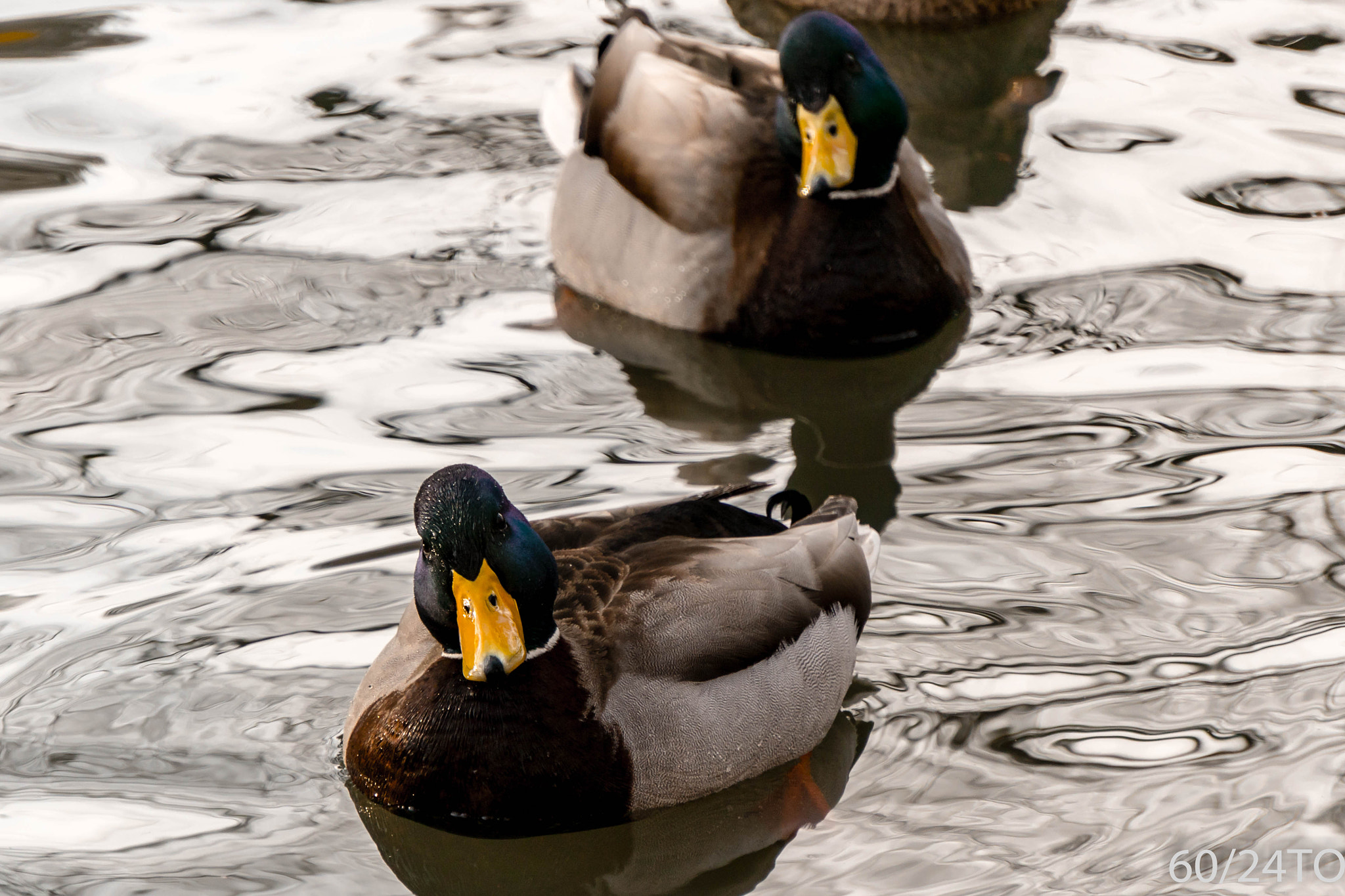 Sony a6300 + Sony E 55-210mm F4.5-6.3 OSS sample photo. Confused ducks at sunset photography