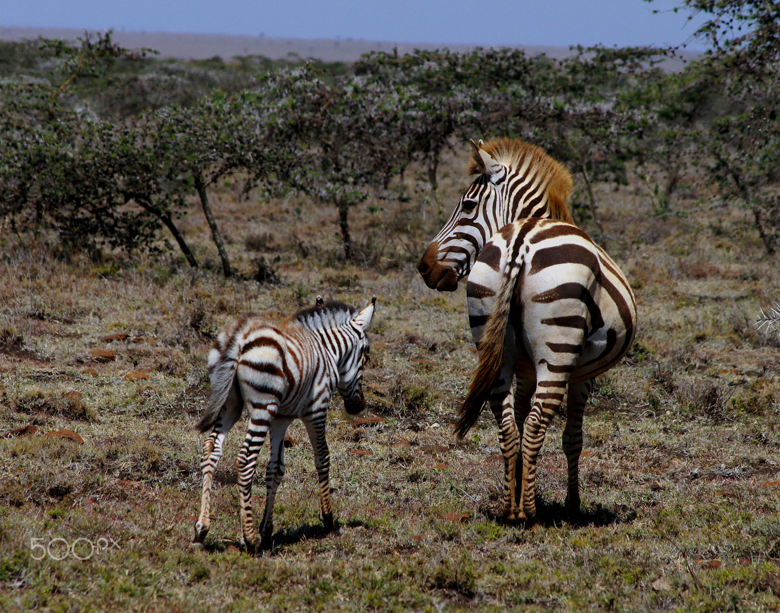 Canon EF 75-300mm F4.0-5.6 IS USM sample photo. Mama and baby zebra photography
