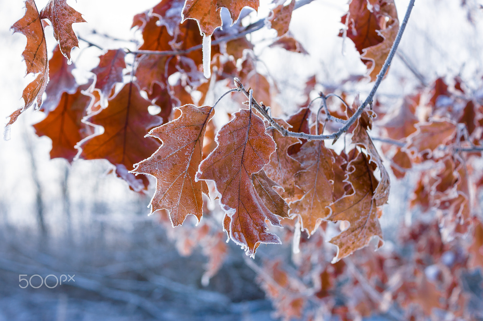 Sony SLT-A77 sample photo. Frosted leaves photography