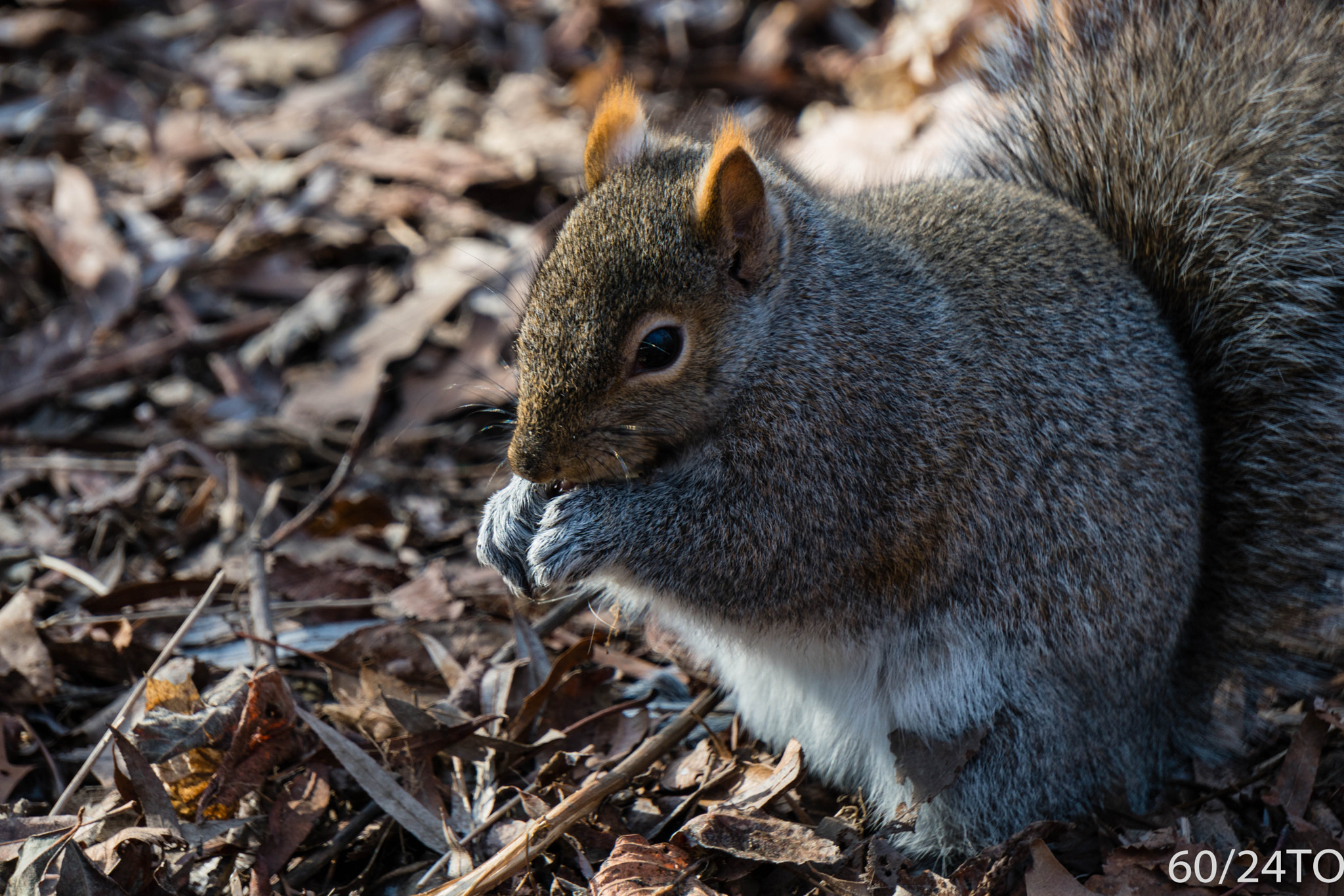Sony a6300 + Sony E 55-210mm F4.5-6.3 OSS sample photo. Grey squirrel eating photography