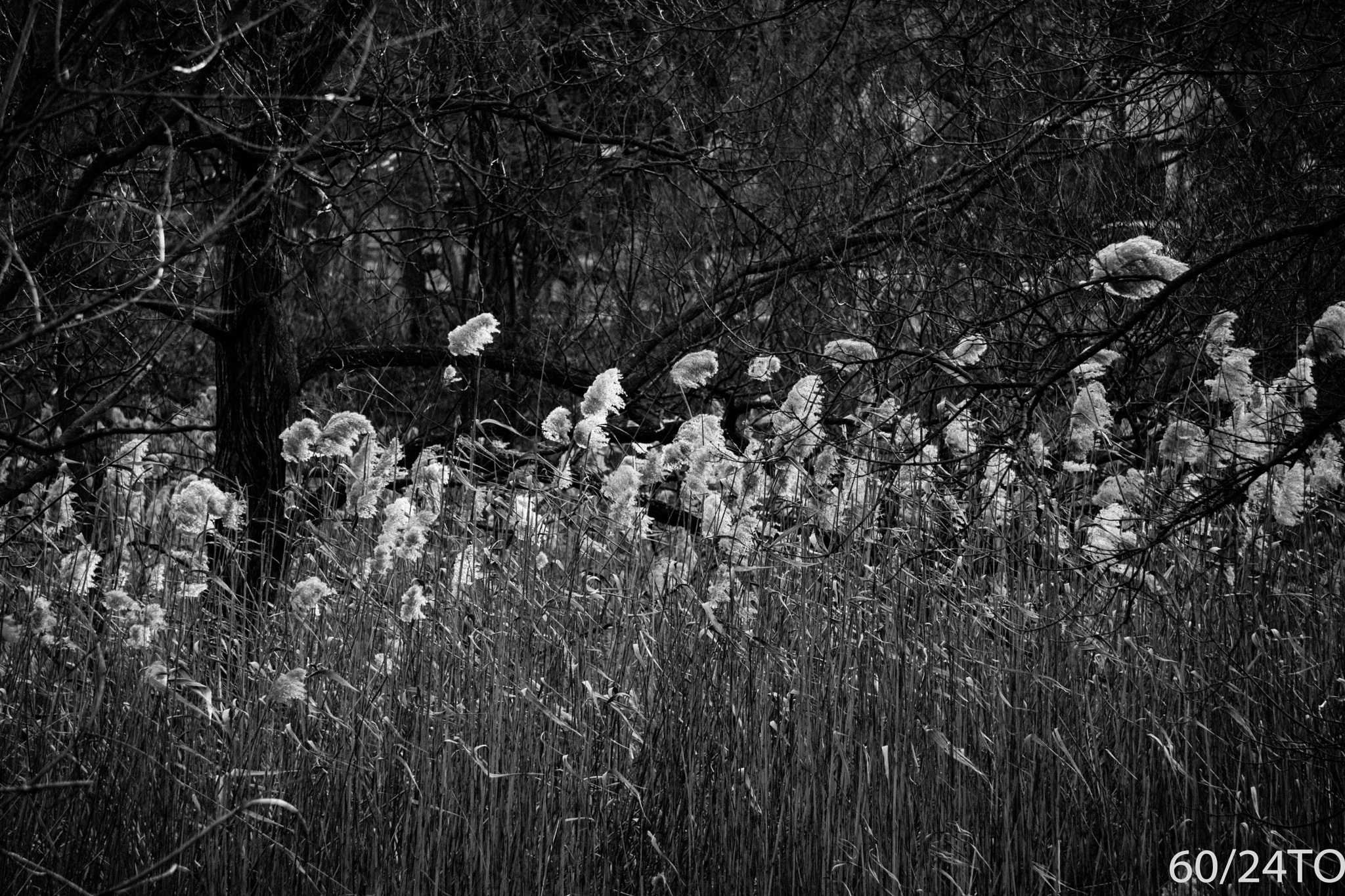 Sony a6300 + Sony E 55-210mm F4.5-6.3 OSS sample photo. Black and white reeds photography