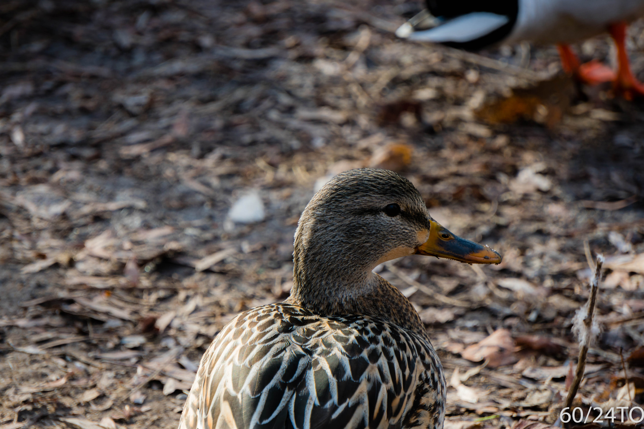 Sony a6300 + Sony E 55-210mm F4.5-6.3 OSS sample photo. Mallard duck profile photography