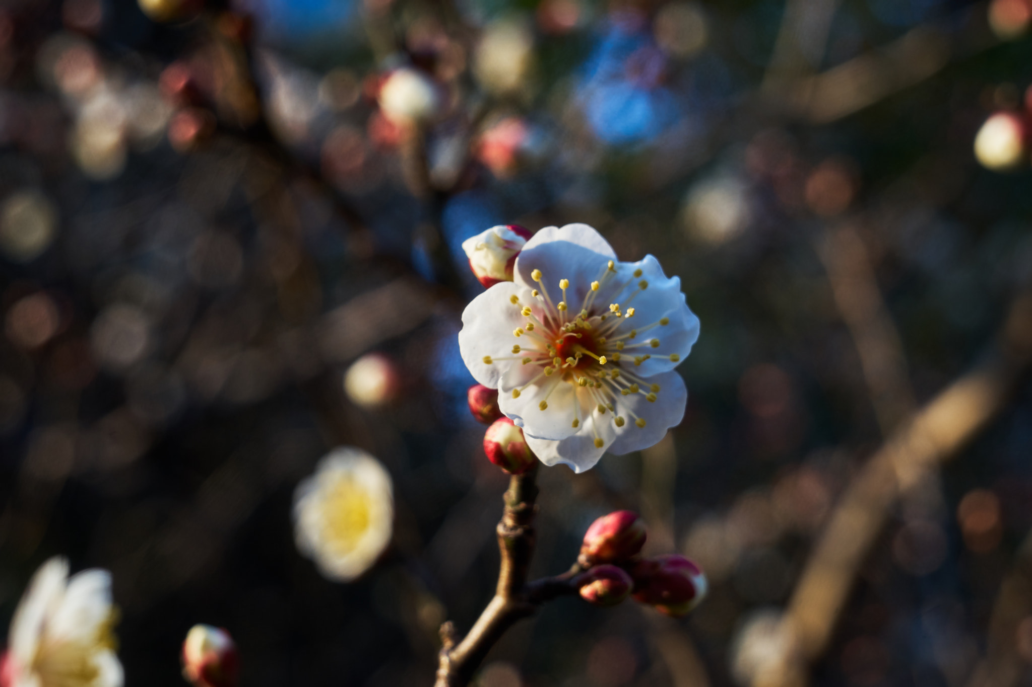 DT 40mm F2.8 SAM sample photo