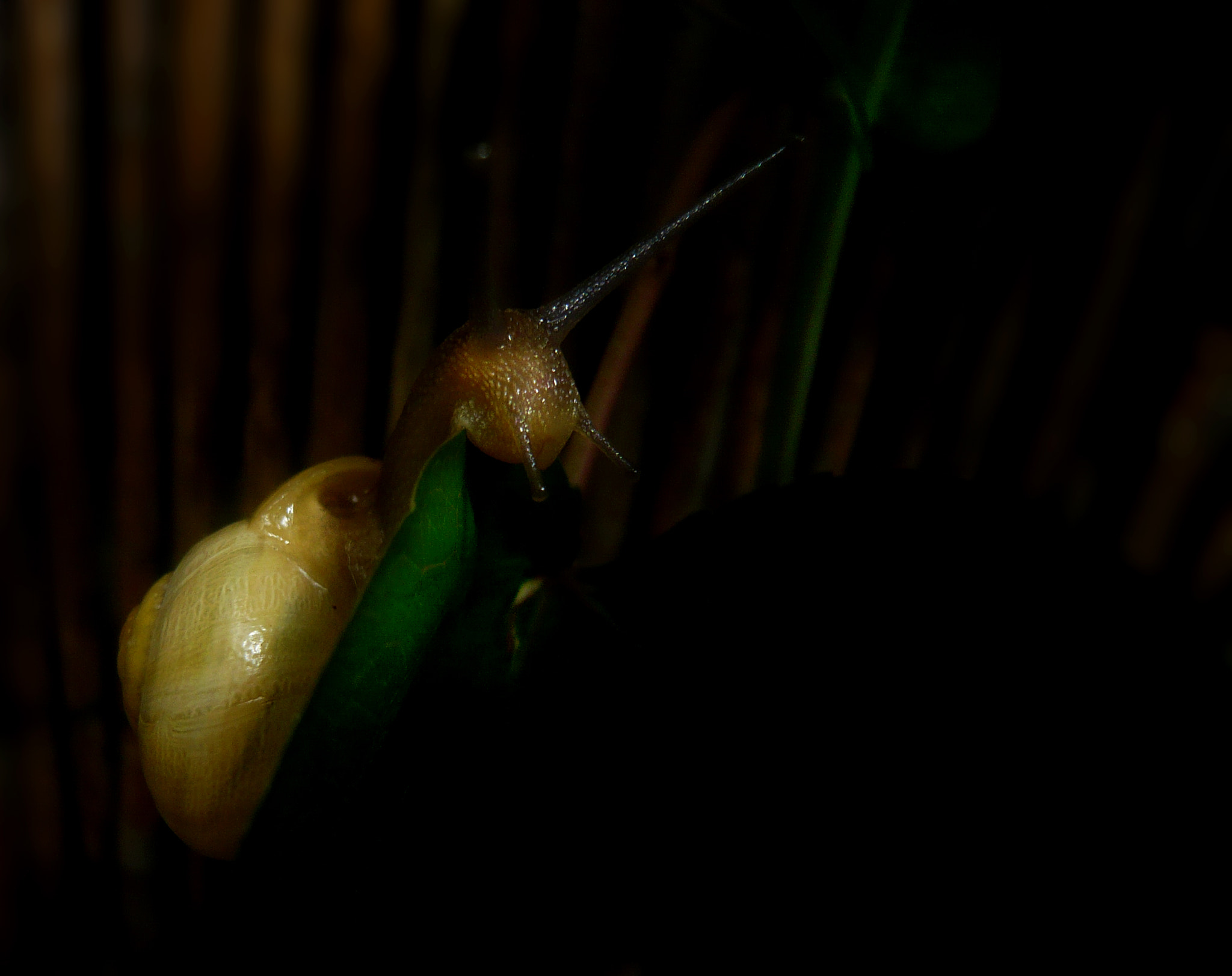 Panasonic DMC-FX30 sample photo. Snail in the night photography