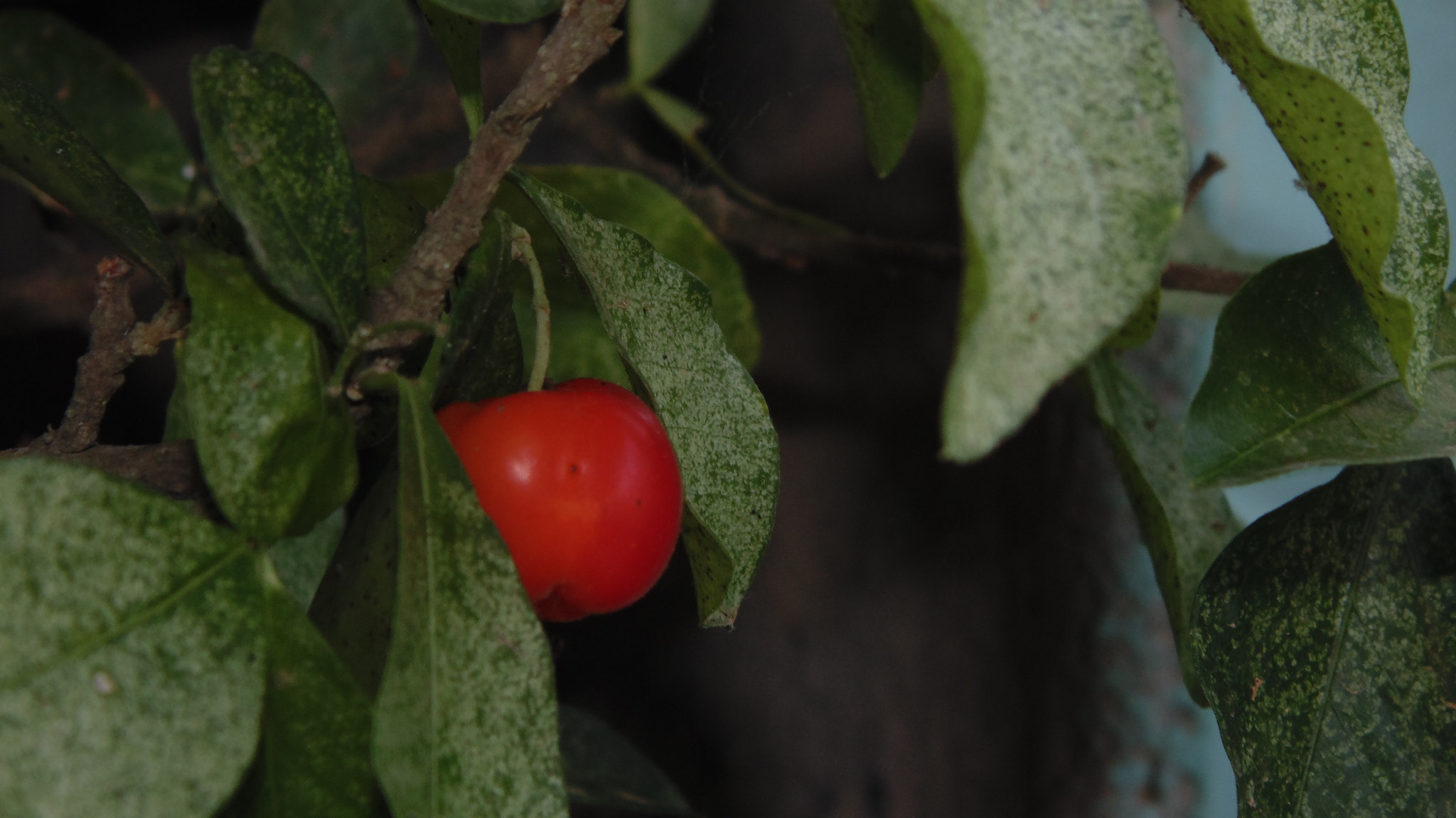 Sony DSC-H100 sample photo. A solitary acerola photography