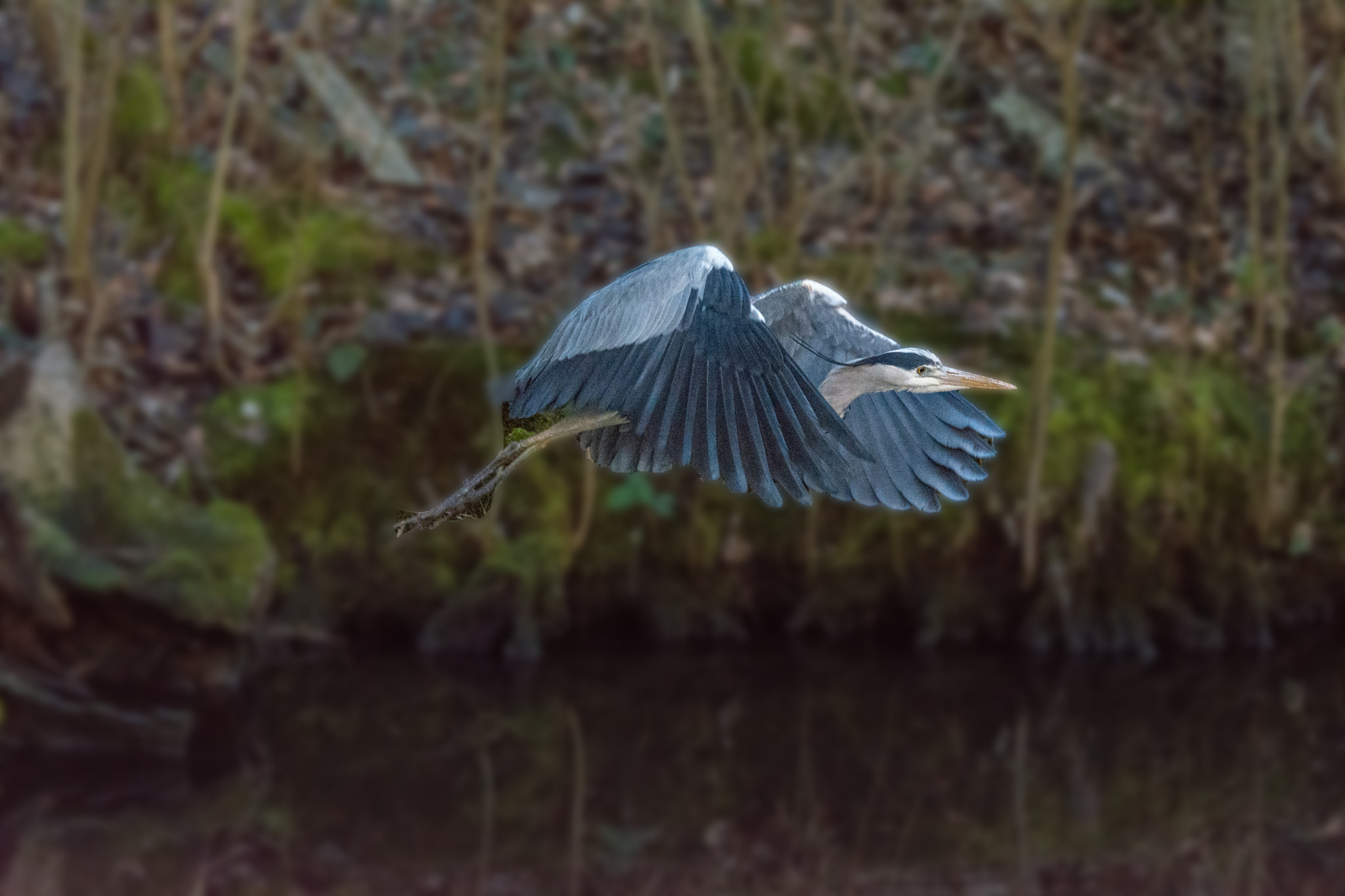 Nikon D5200 + Sigma 70-300mm F4-5.6 DG OS sample photo. Graceful flight photography