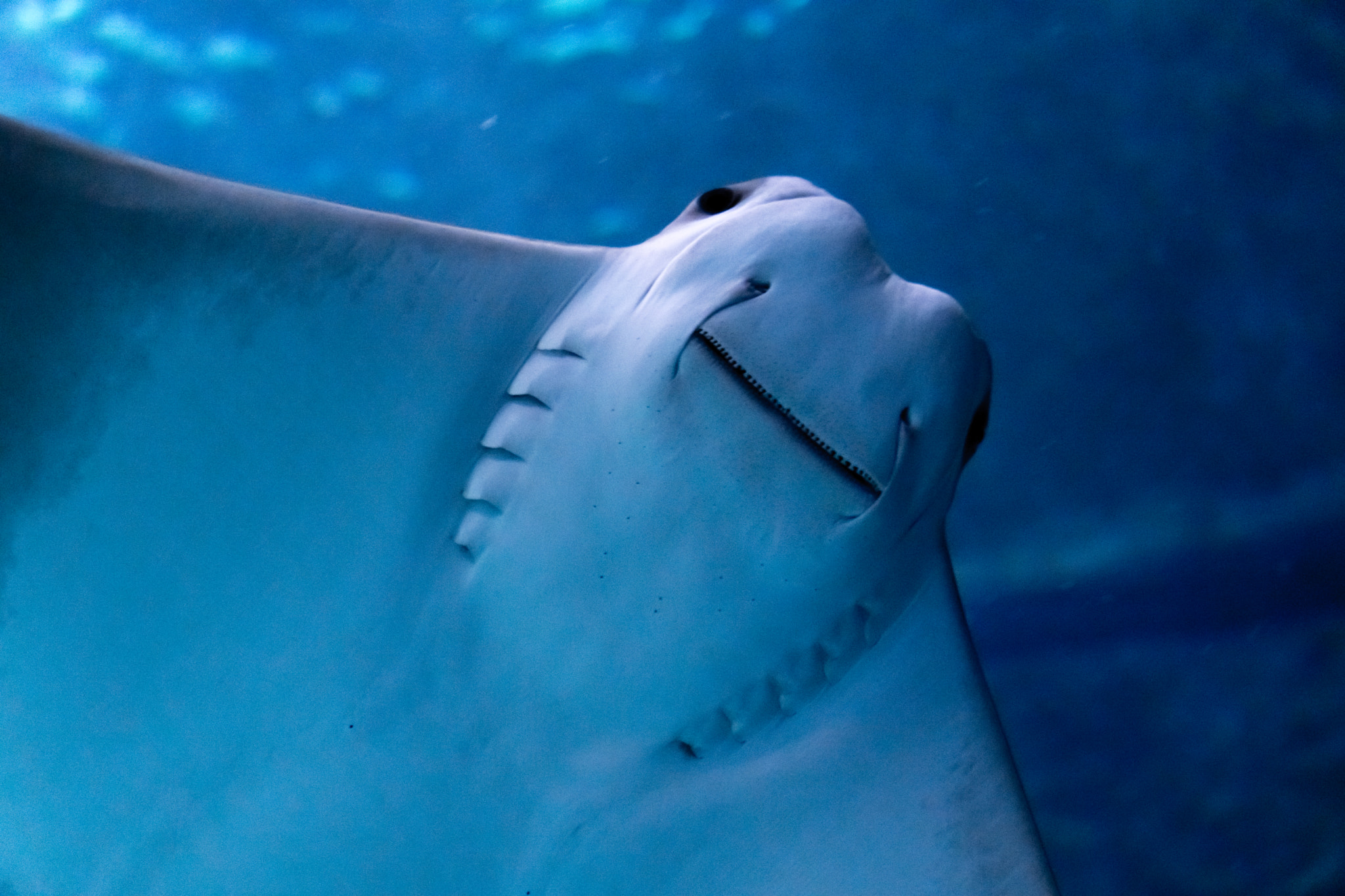Sony a6300 + Sony E 55-210mm F4.5-6.3 OSS sample photo. Ray from below photography