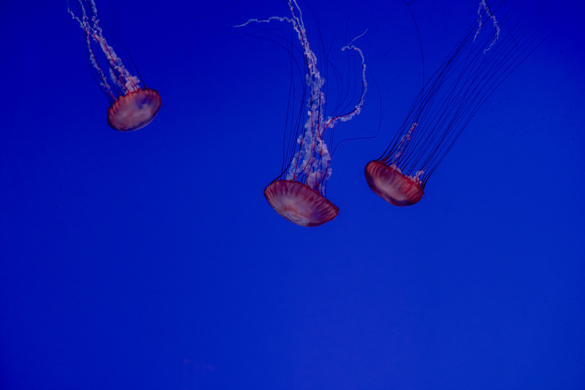 Sony a6300 + Sony E 55-210mm F4.5-6.3 OSS sample photo. 3 jellyfish photography