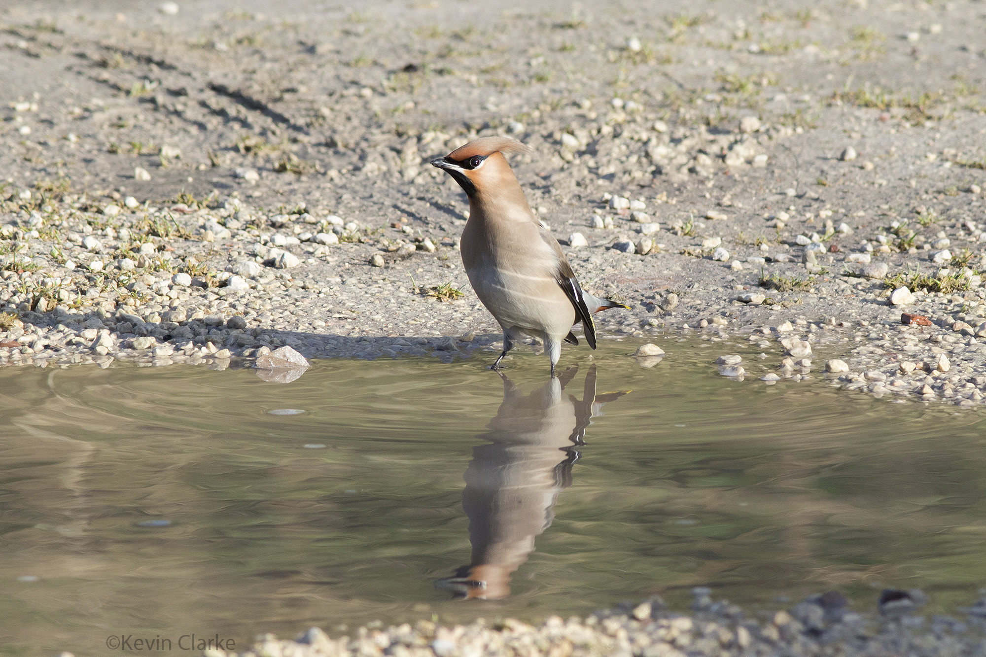 Canon EF 300mm F4L IS USM sample photo. Reflective waxwing photography